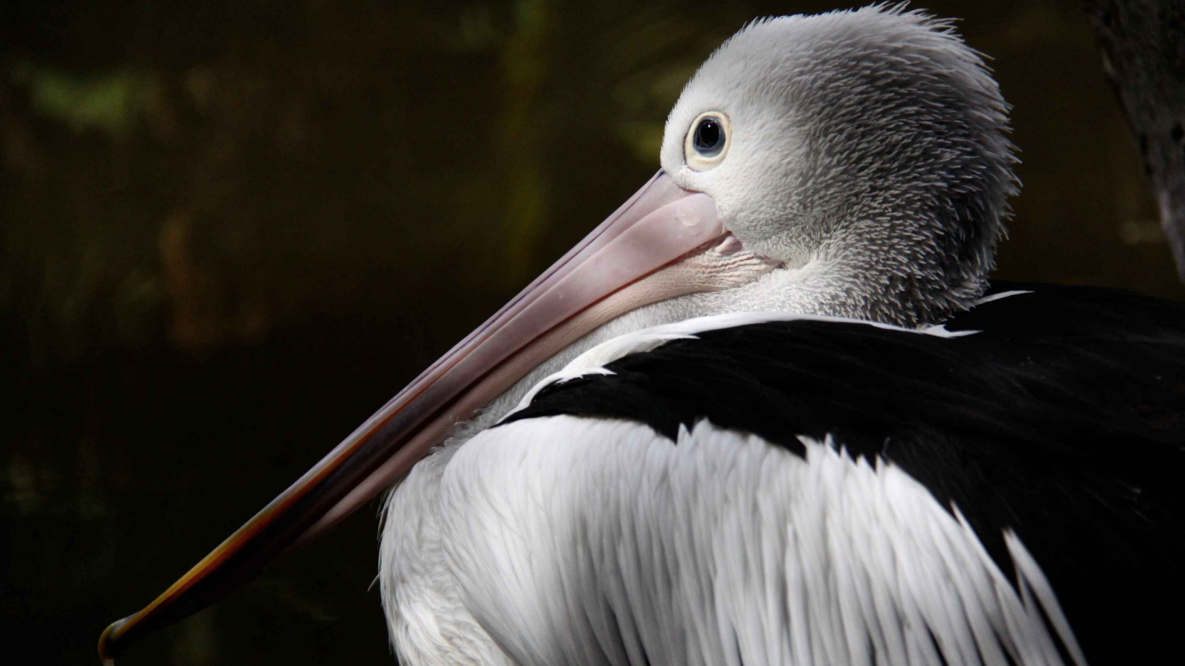 Fondos de pantalla Australian pelican