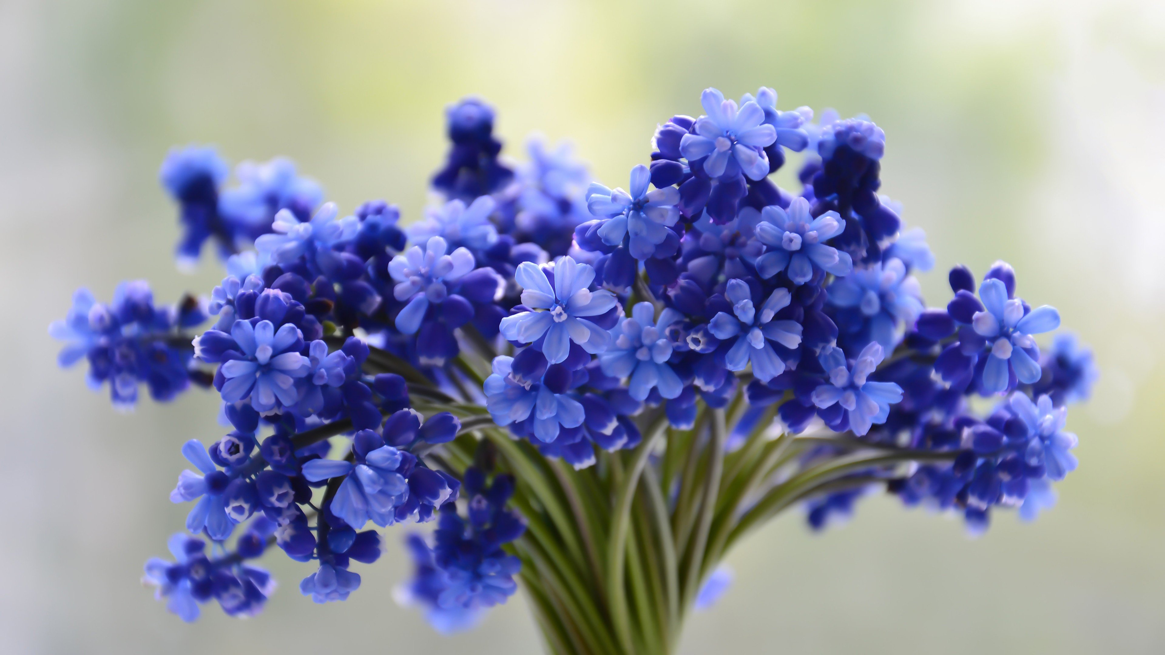 Fondos de pantalla Pequeño ramo de flores azules