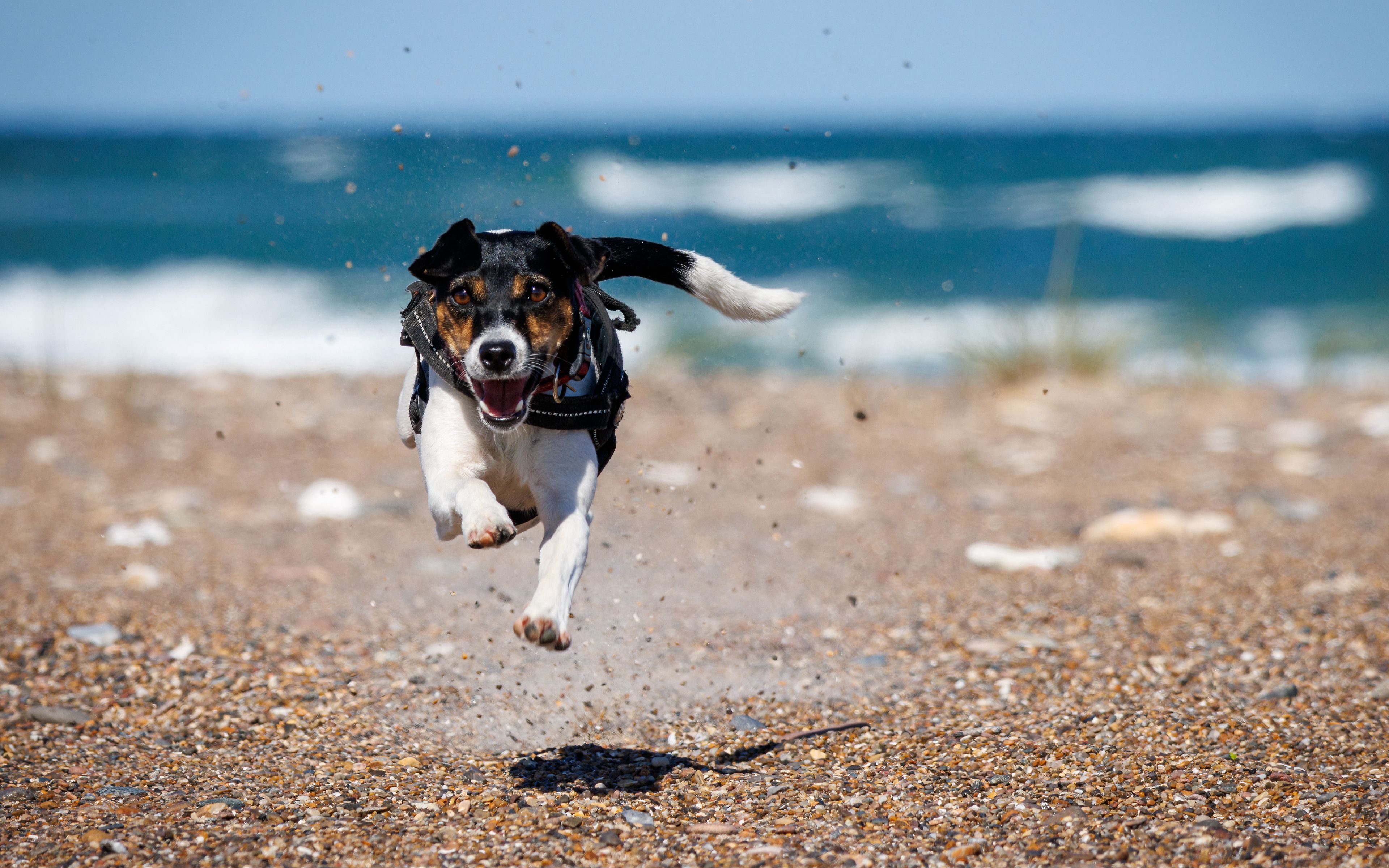Wallpaper Dog running in the beach