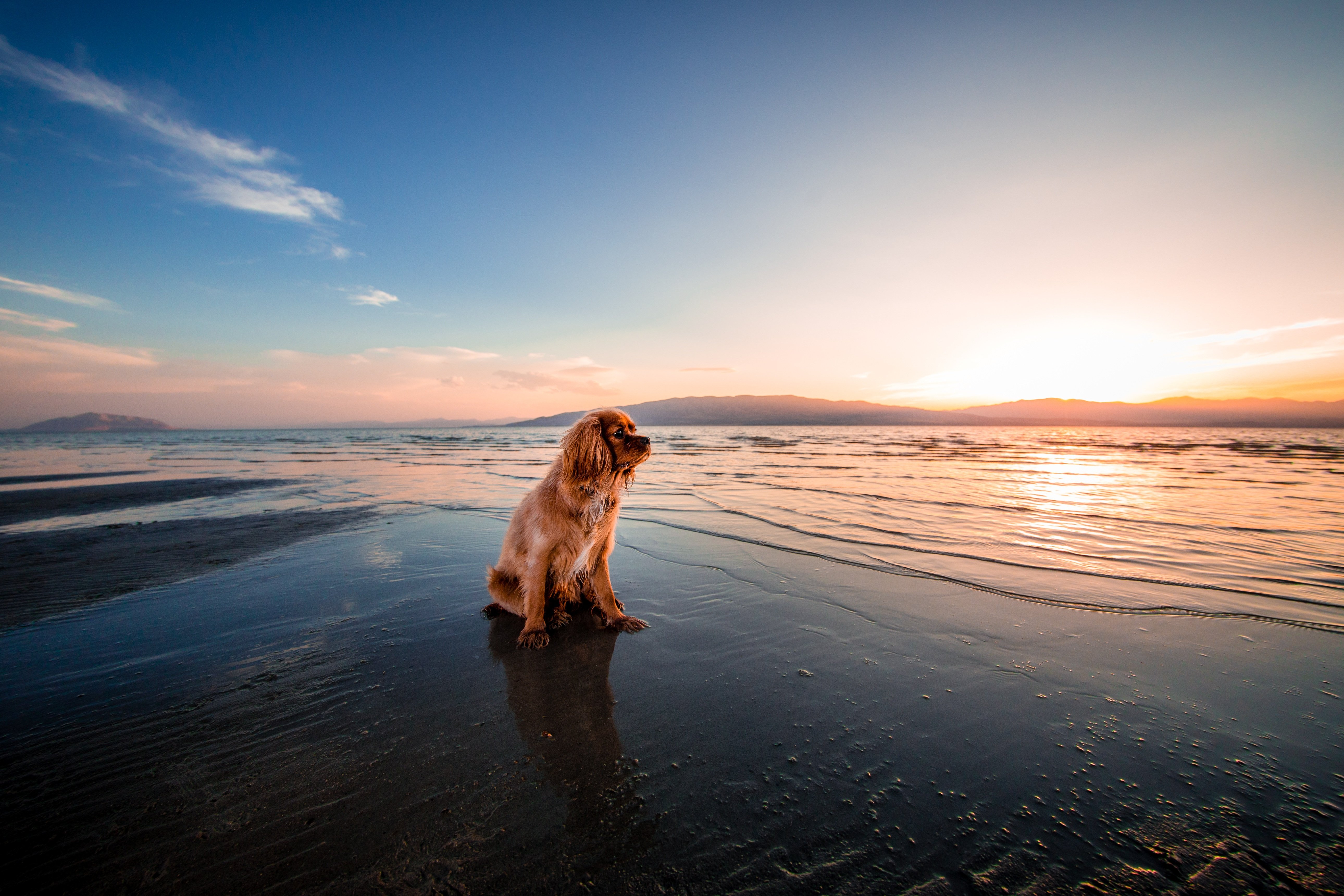 Wallpaper Dog at sunset
