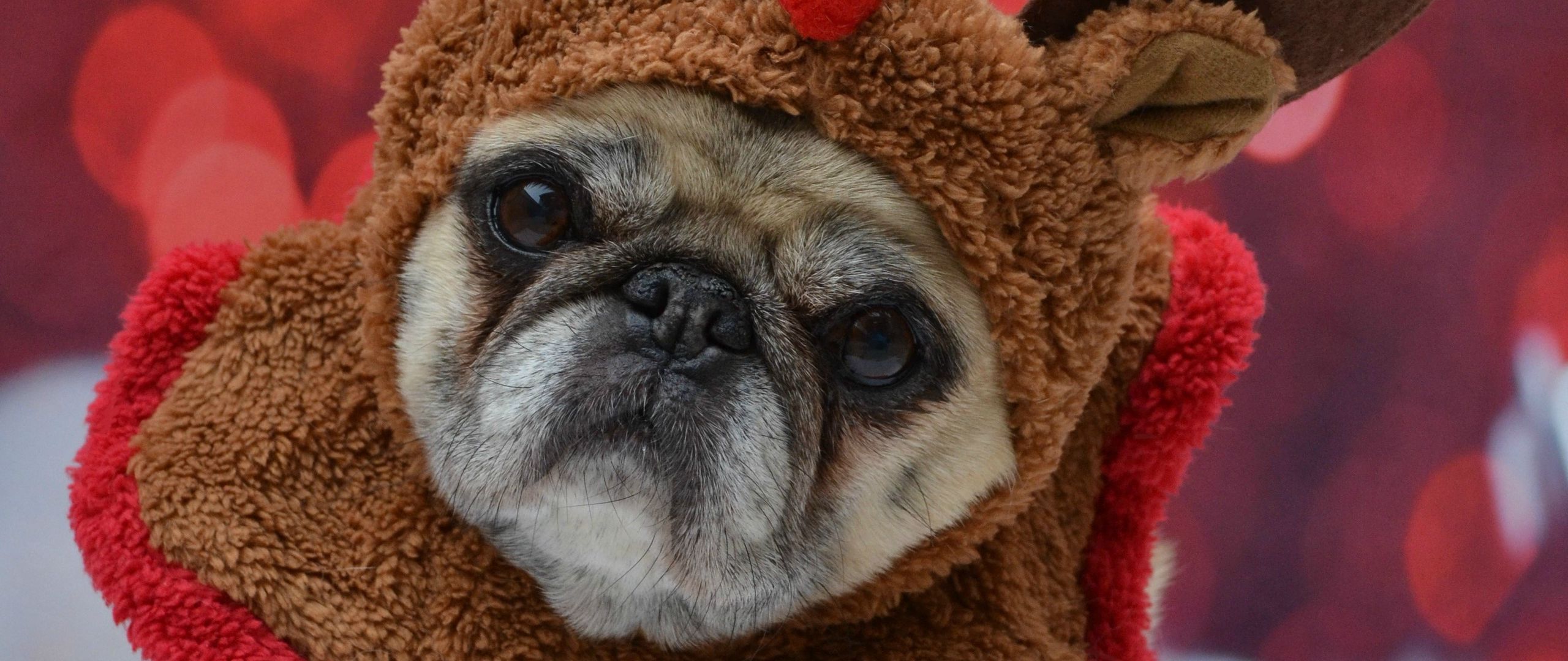 Wallpaper Pug dog in costume