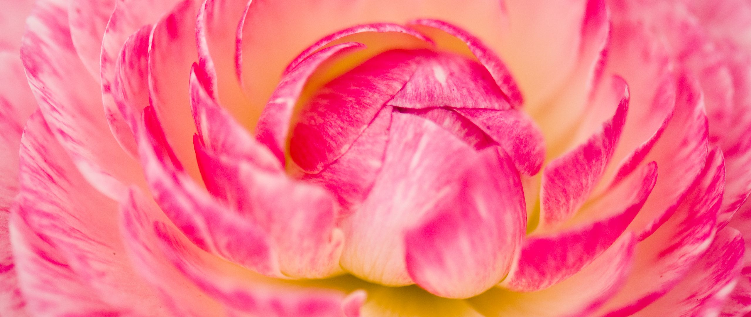 Wallpaper Flower petals up close