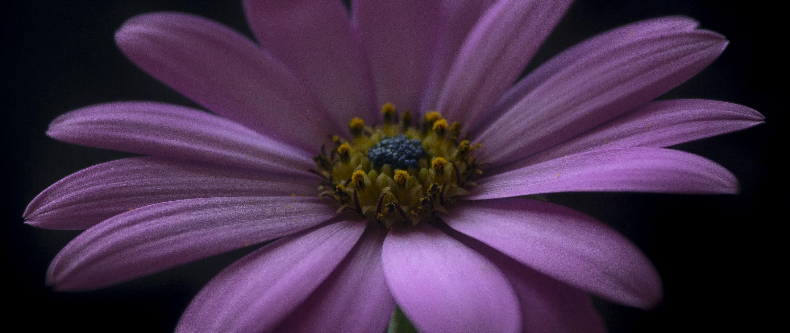 Fondos de pantalla Flower petals in the darkness