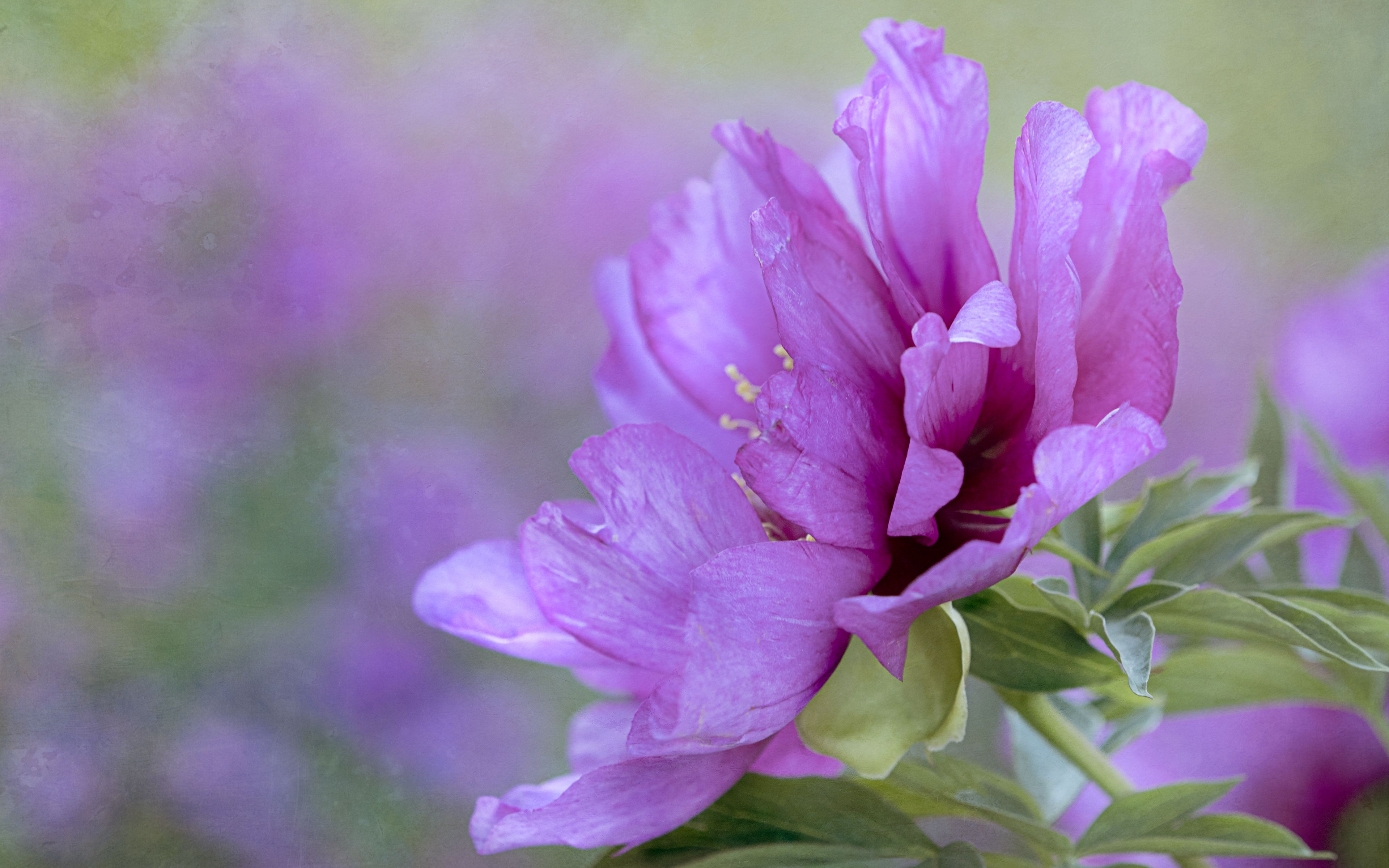 Fondos de pantalla Purple flower petals