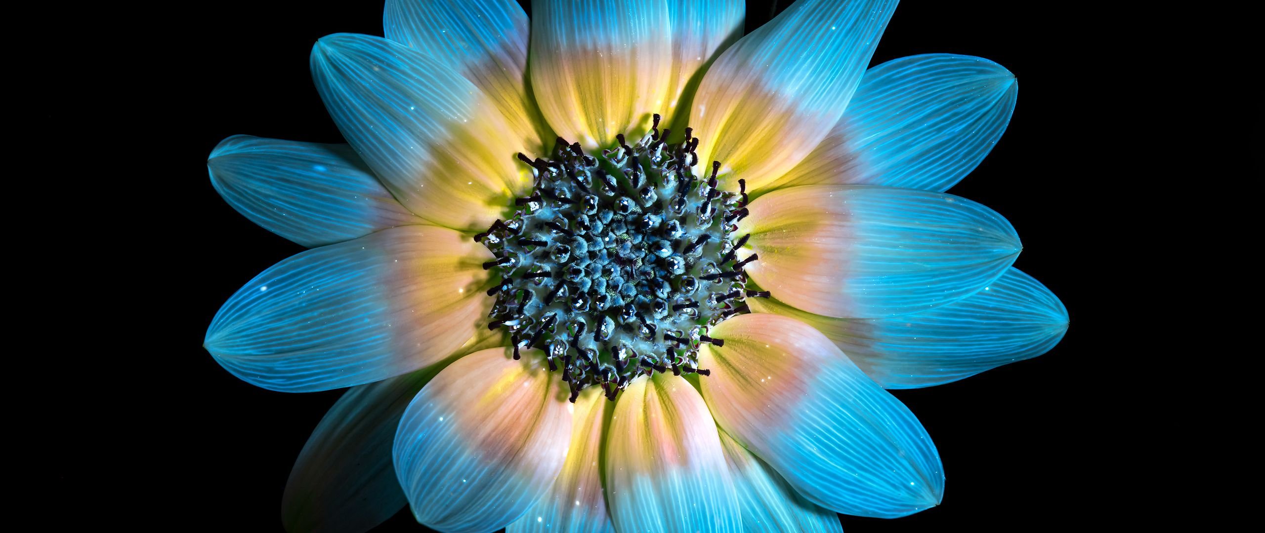 Wallpaper Blue sunflower petals