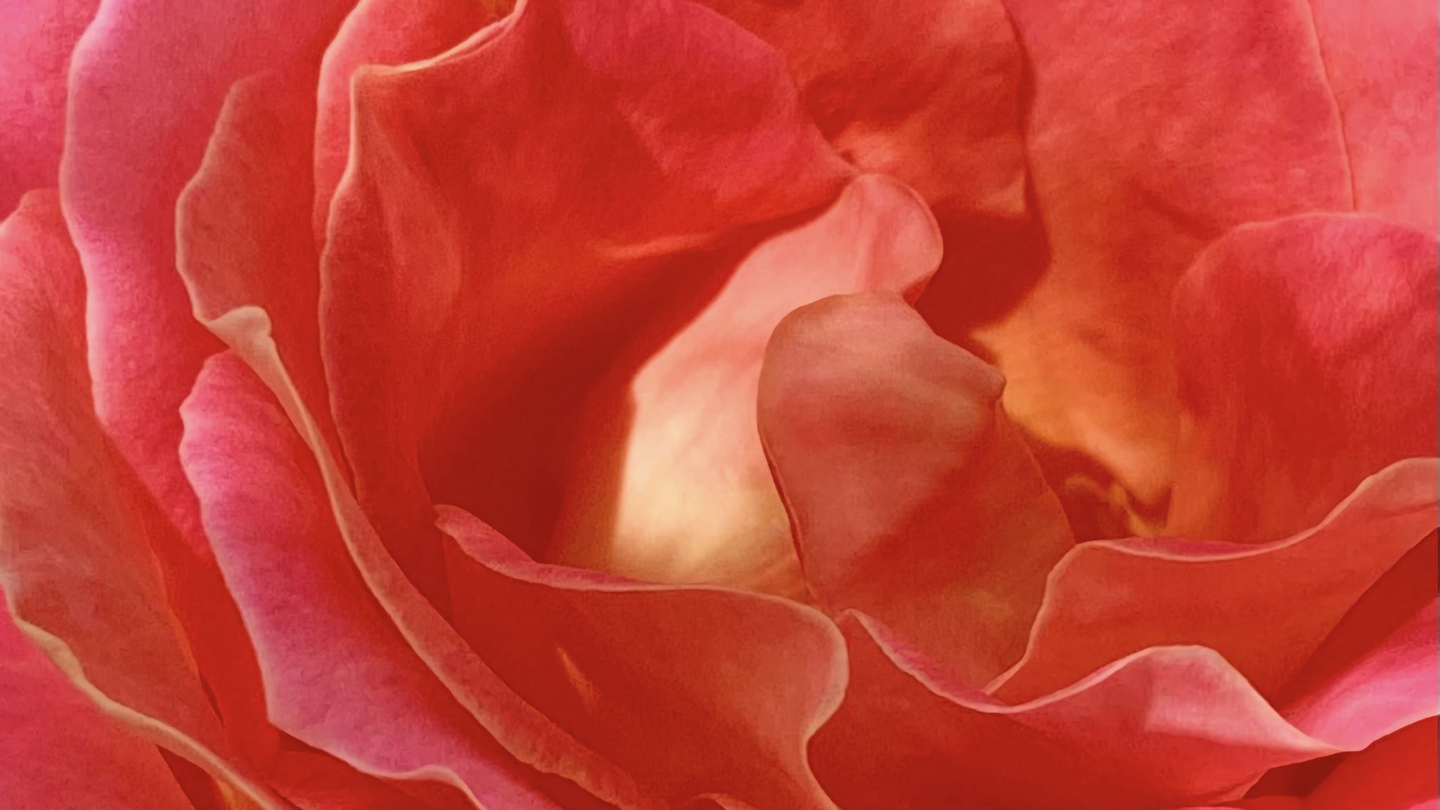 Wallpaper Rose petals up close