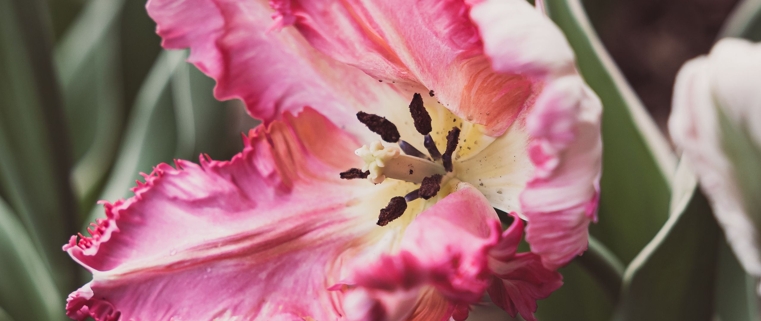 Wallpaper Tulip petals
