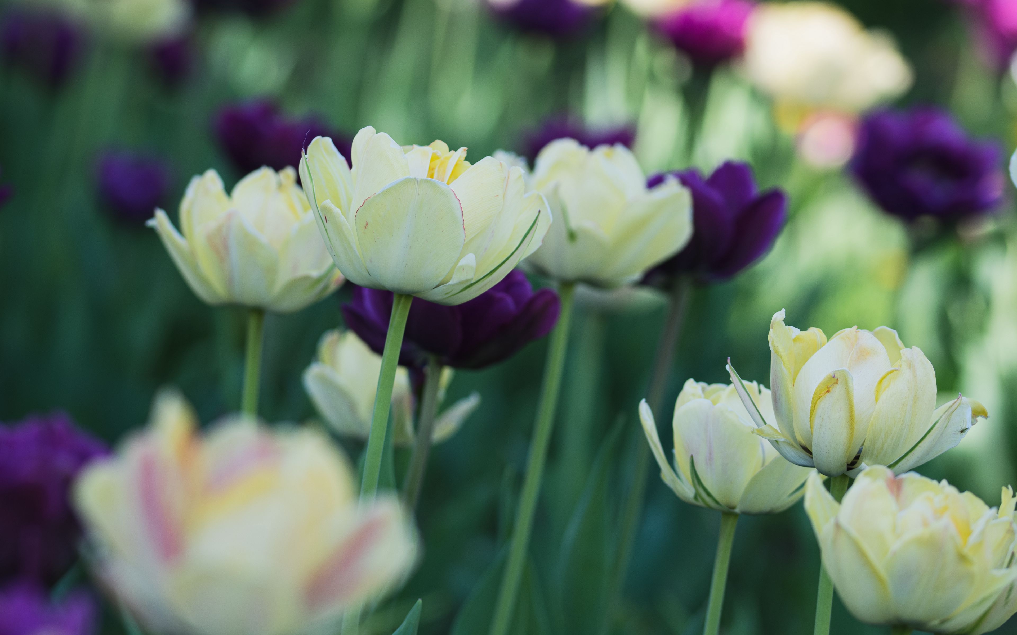 Fondos de pantalla Petalos de tulipanes