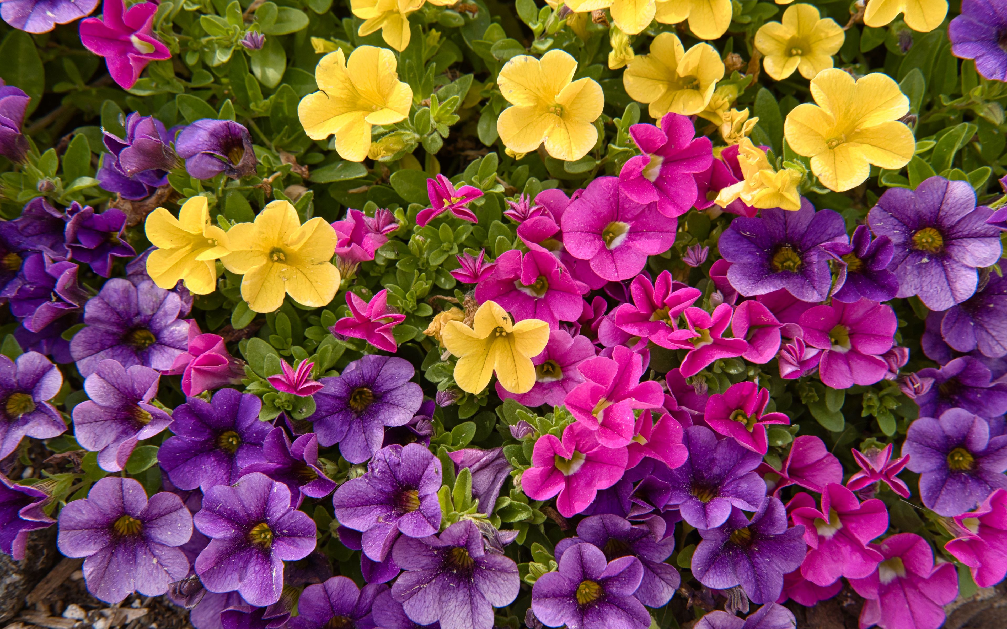 Wallpaper Colorful Petunias