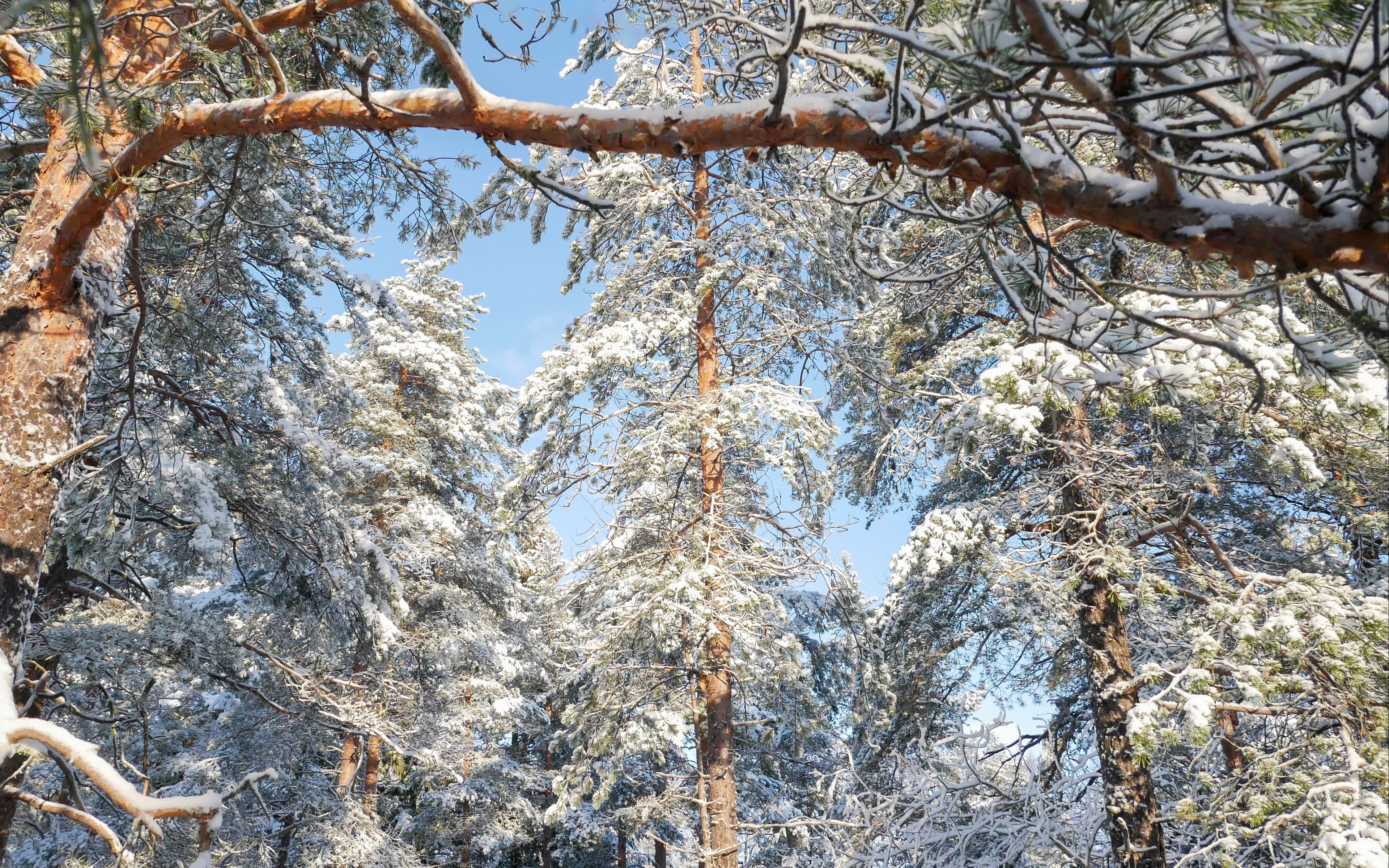 Fondos de pantalla Pinos en el bosque durante el invierno