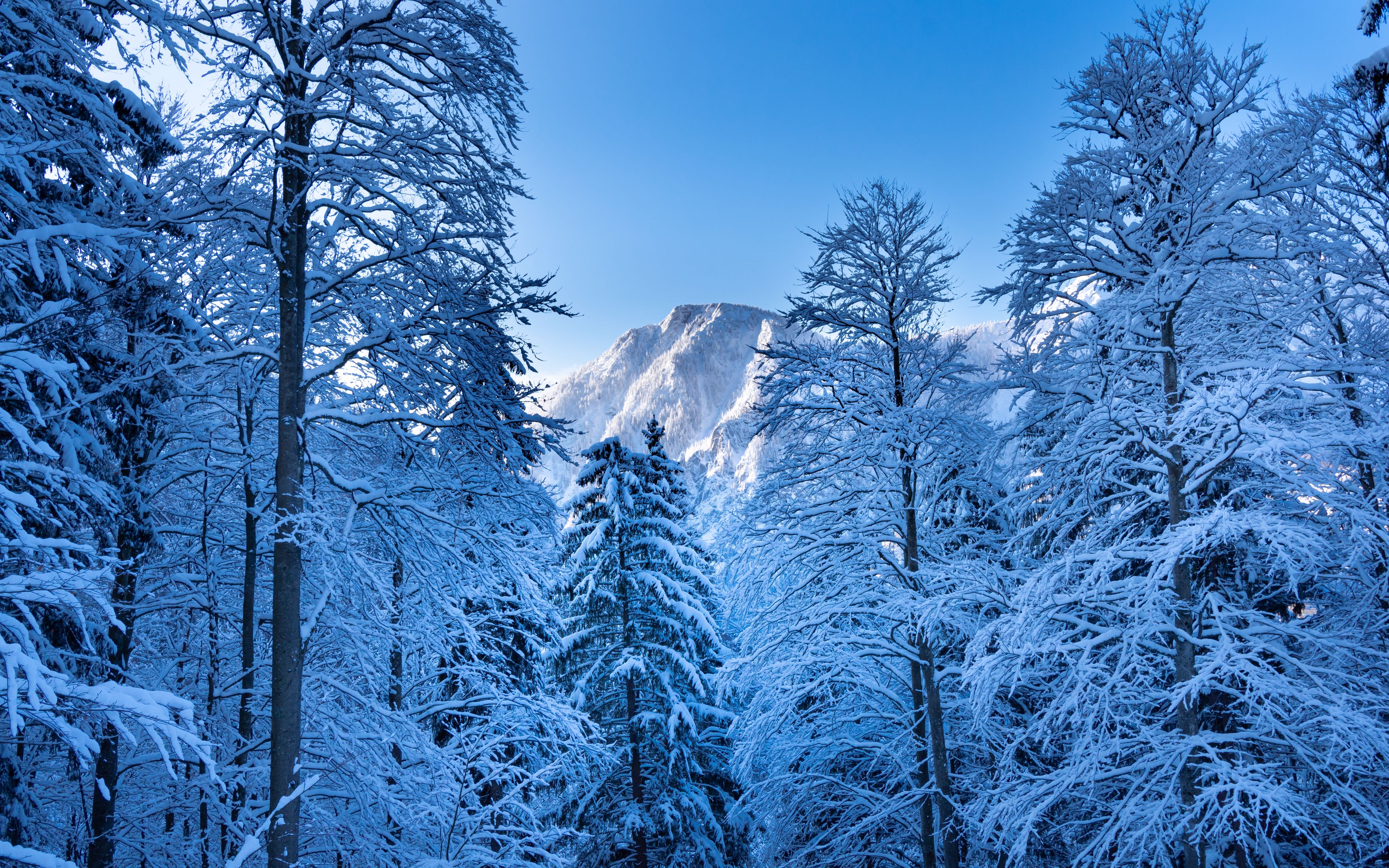 Wallpaper Snowy pine trees