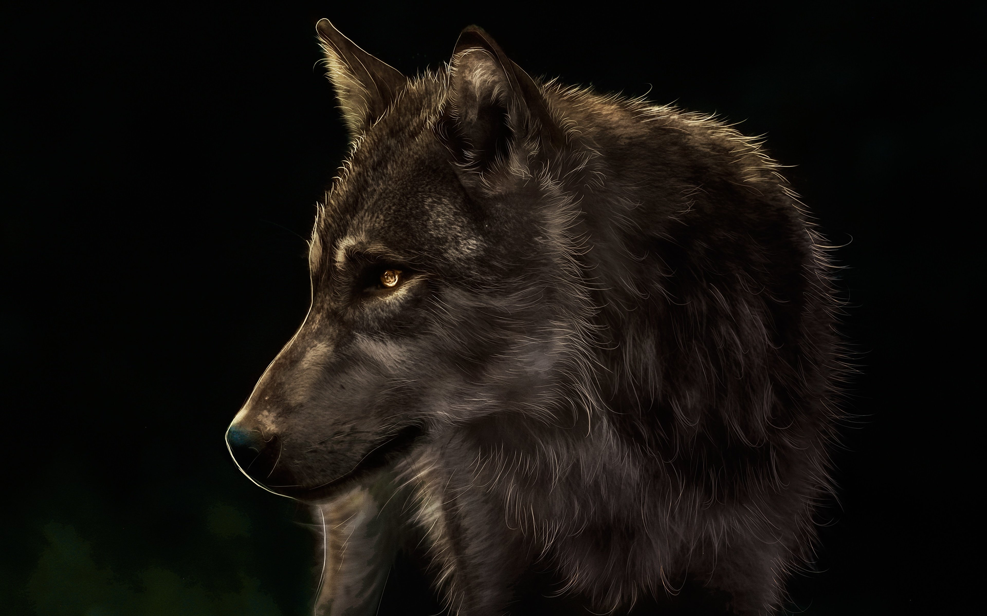 Fondos de pantalla Pintura de Lobo en fondo negro