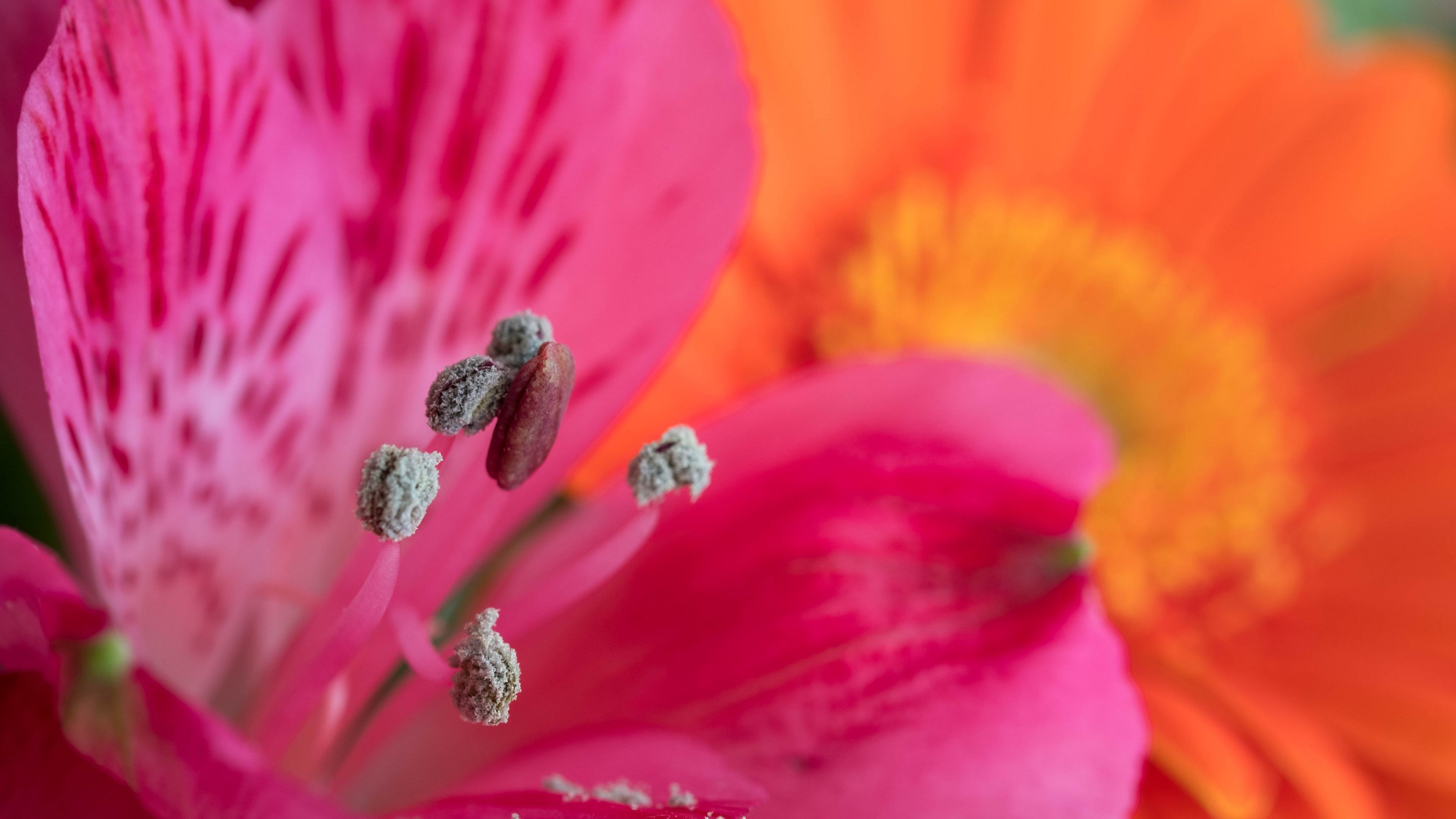 Fondos de pantalla Pollen on PInk flower