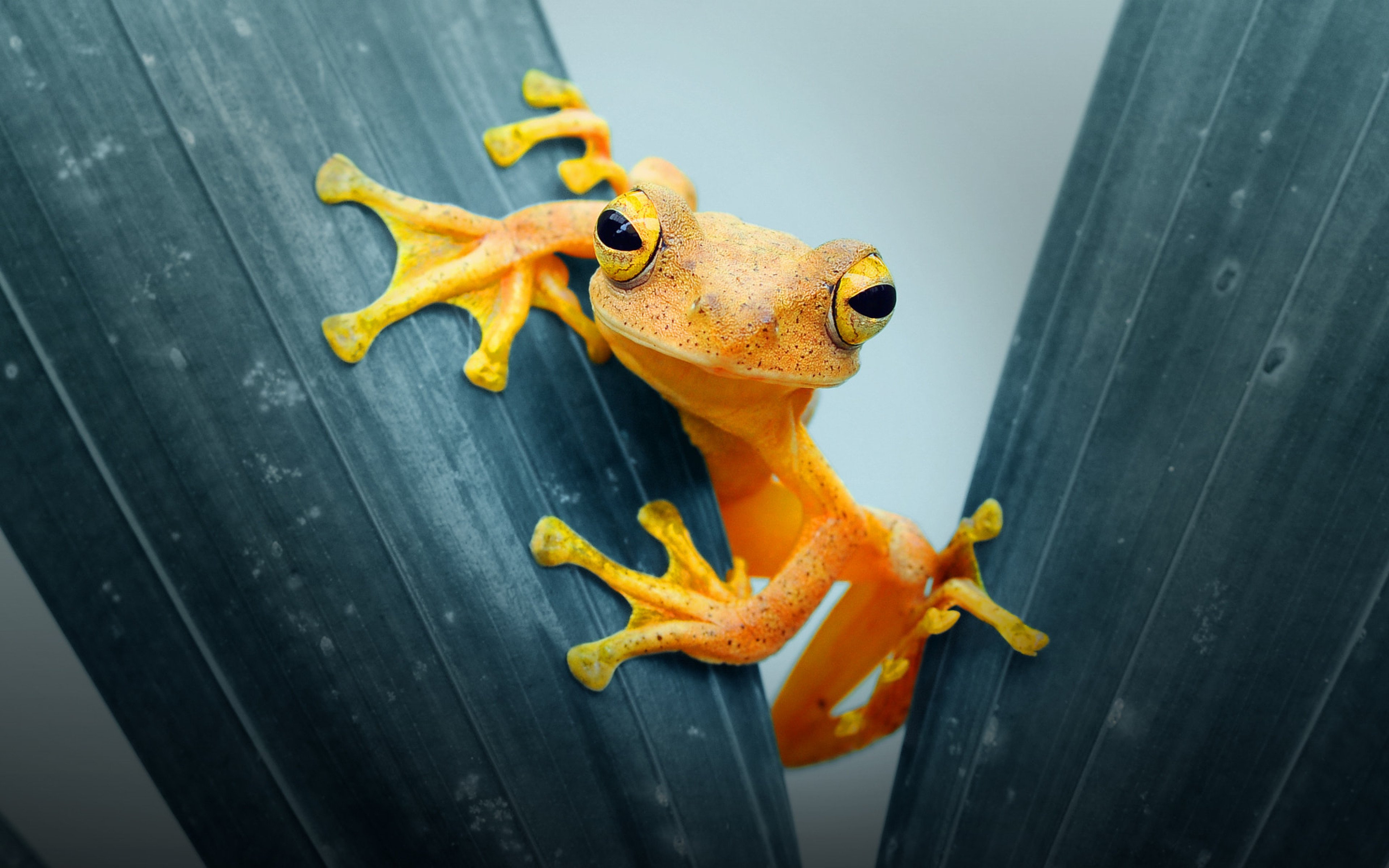 Wallpaper Yellow Frog