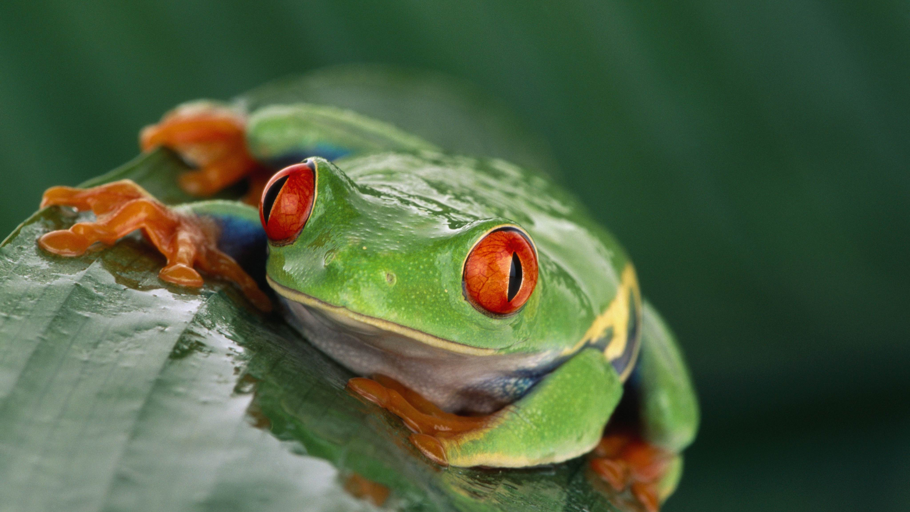 Fondos de pantalla Tree frog
