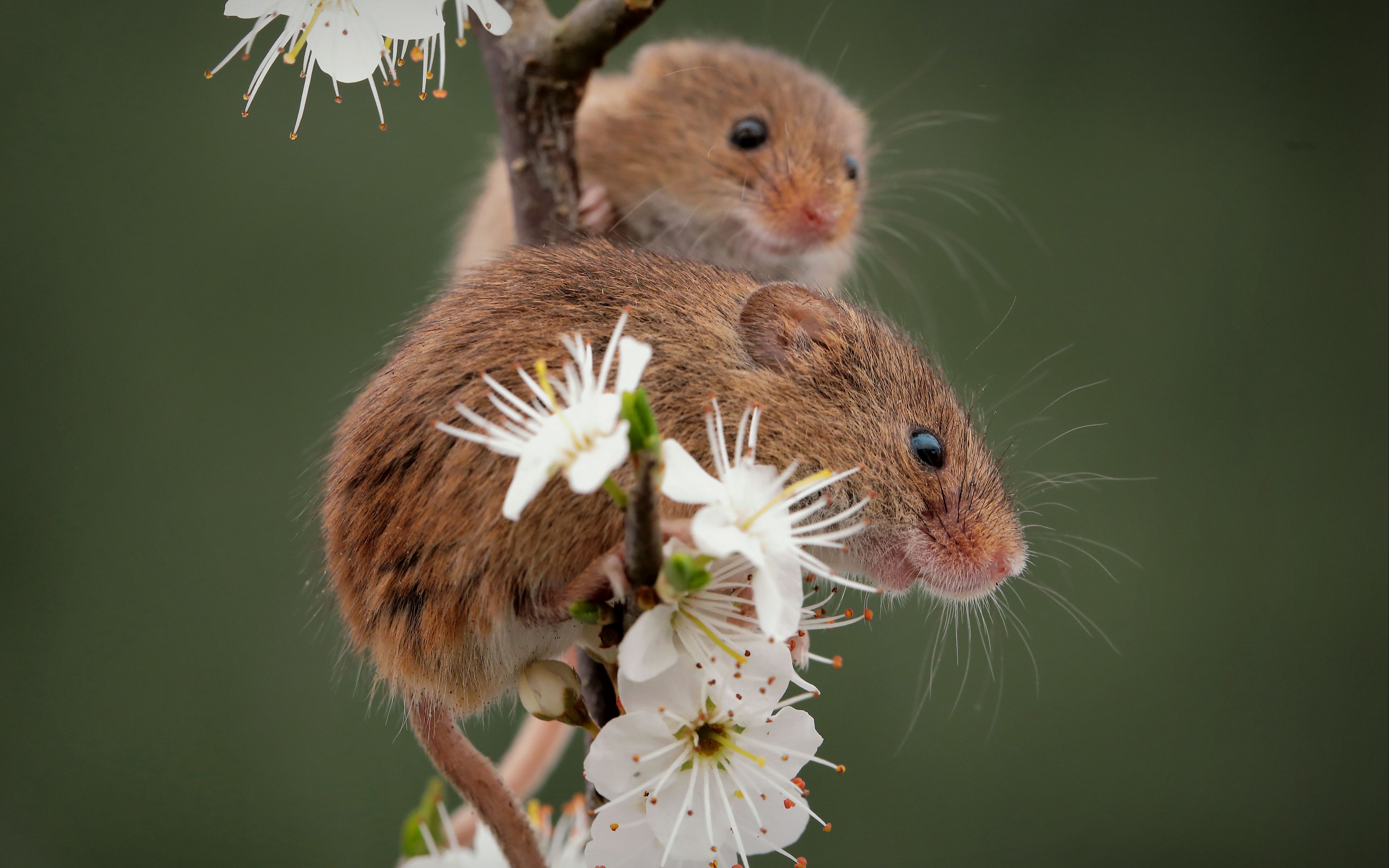 Fondos de pantalla Ratones en rama con flores
