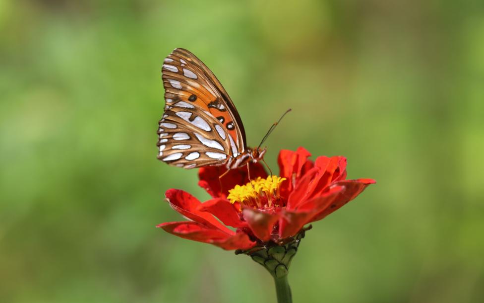 Mariposa en flor roja Fondo de pantalla 4k Ultra HD ID:6536