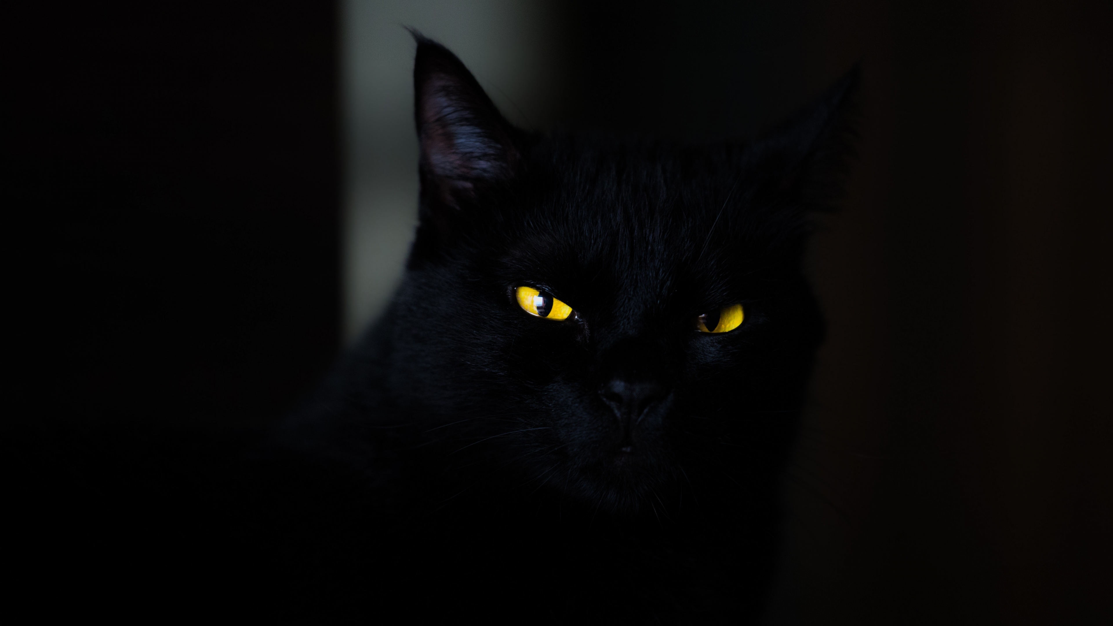 Gato Negro en la oscuridad Fondo de pantalla 5k Ultra HD