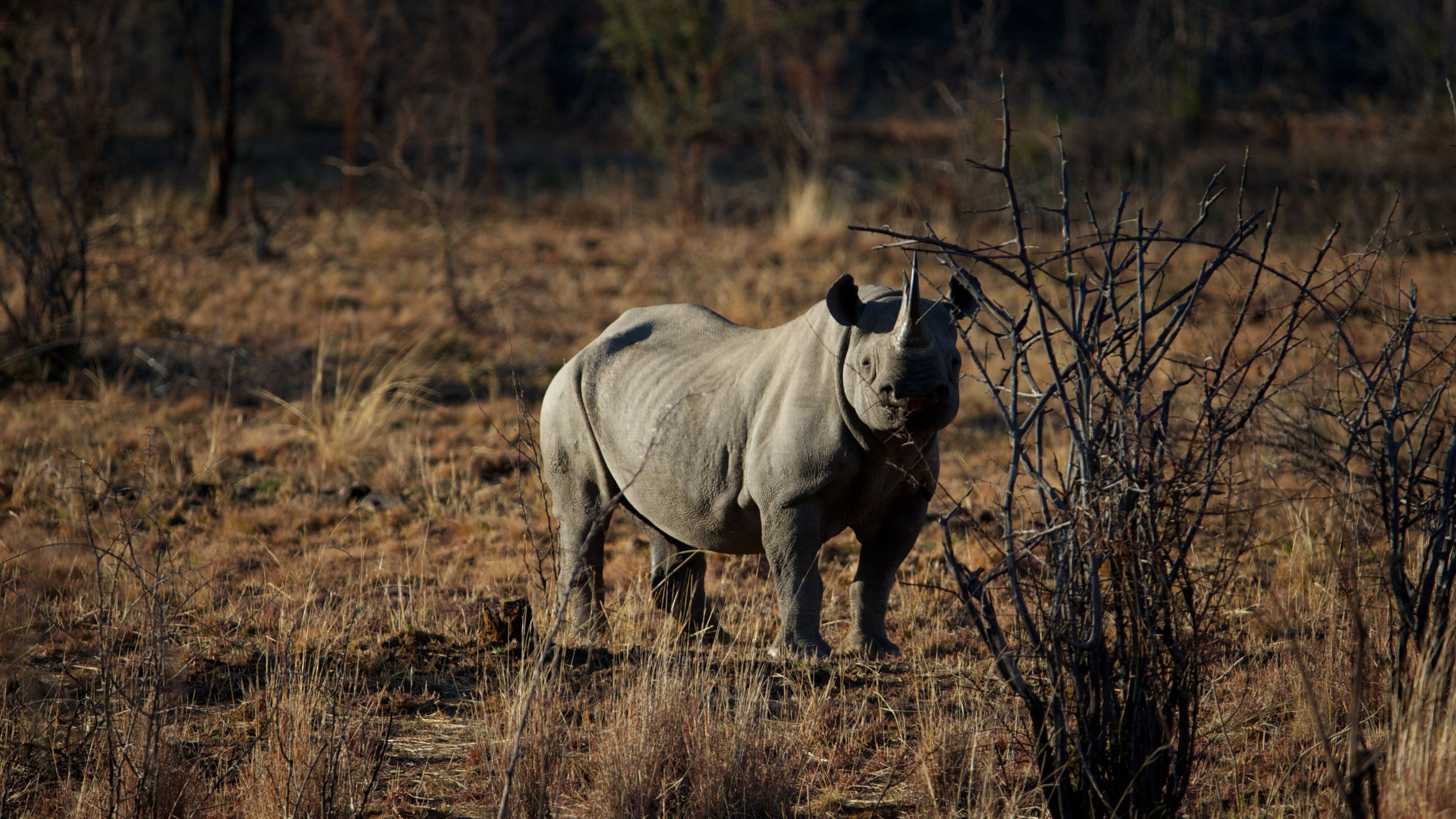 Fondos de pantalla Rinoceronte