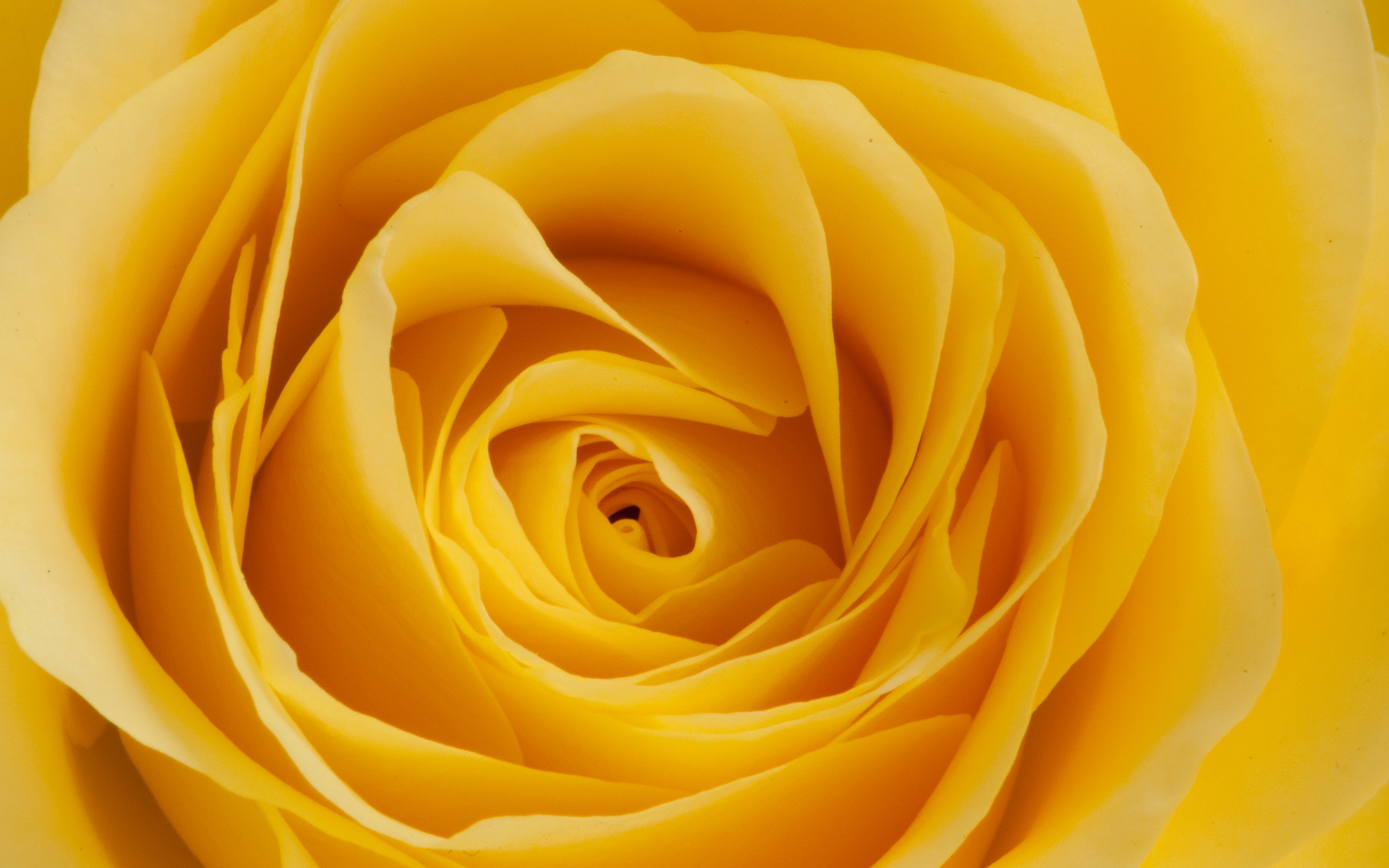 Wallpaper Yellow rose