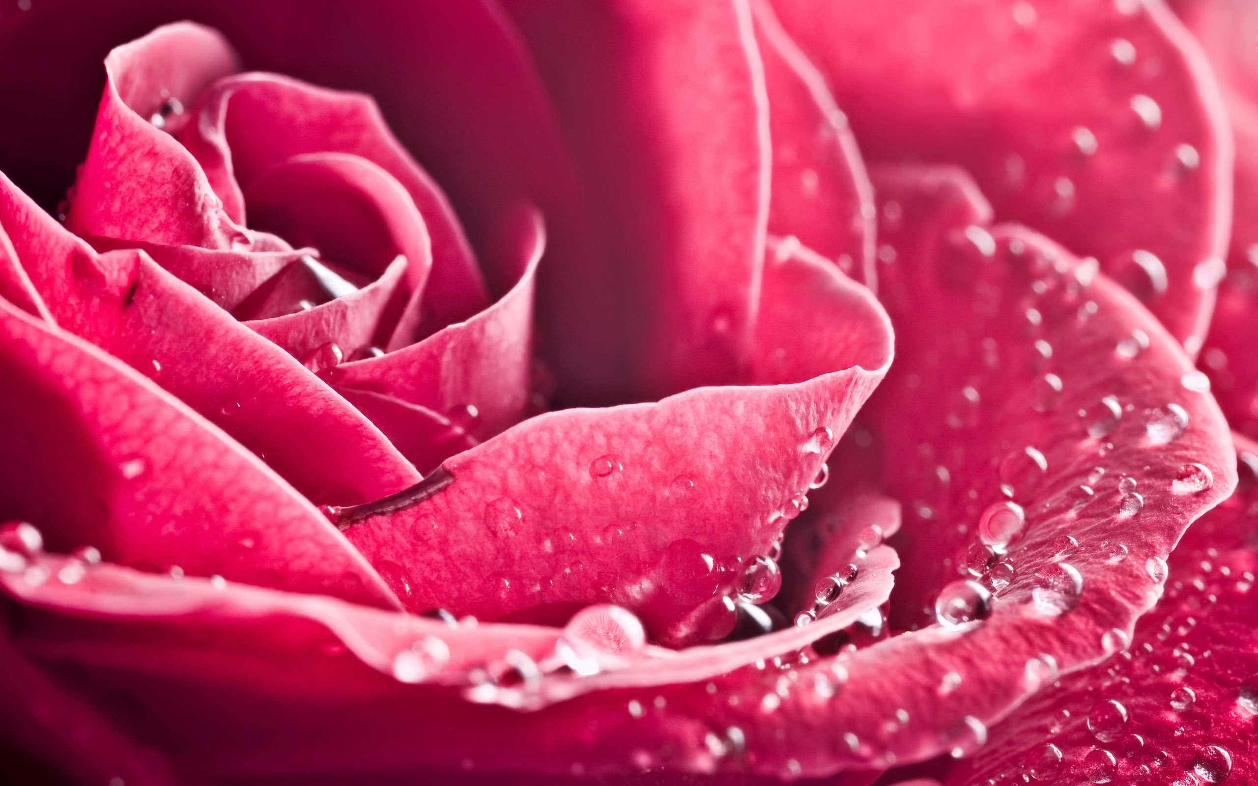 Wallpaper Rose with drops of water