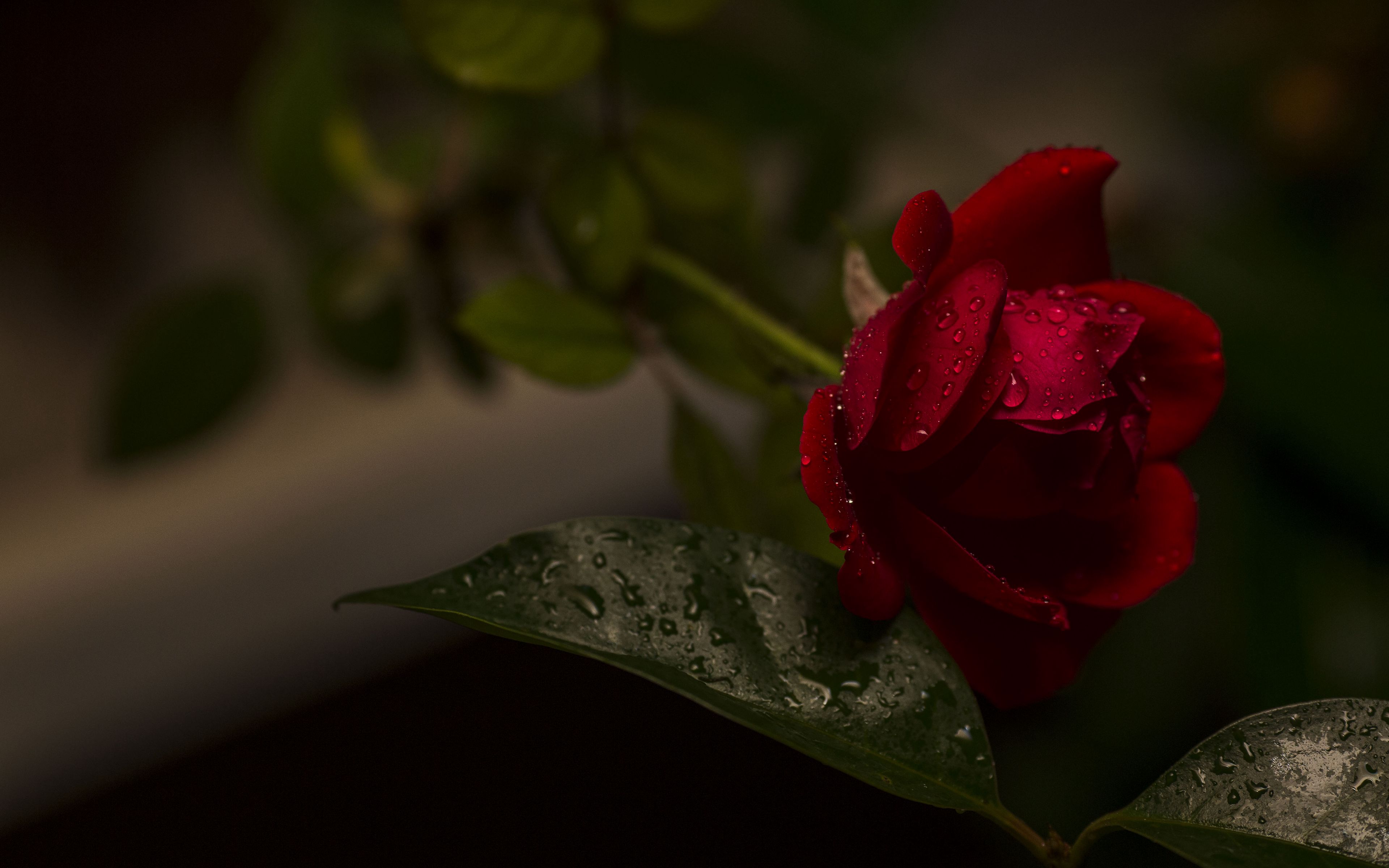 Wallpaper Red rose with water drops