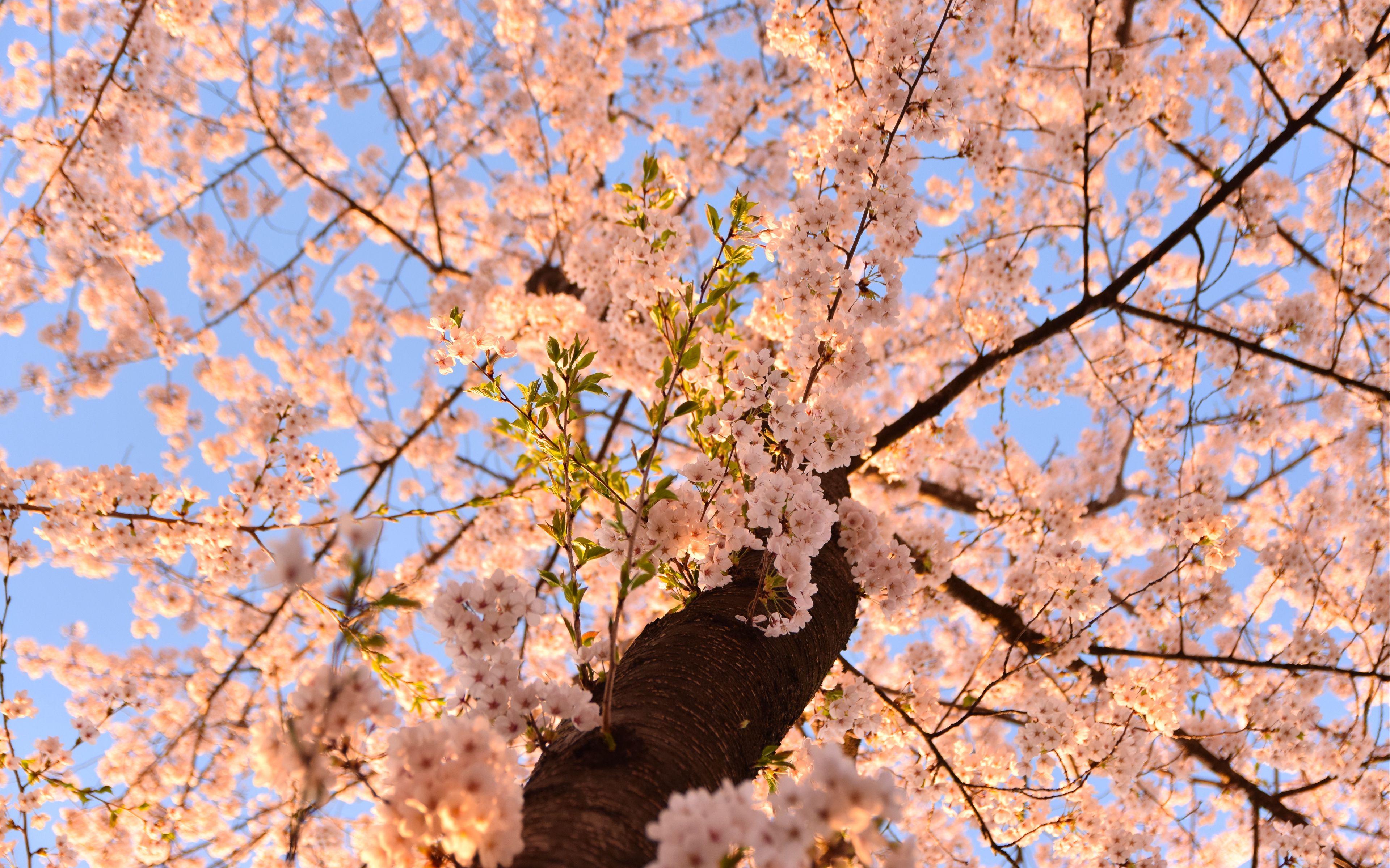 Wallpaper Sakura cherry blossom