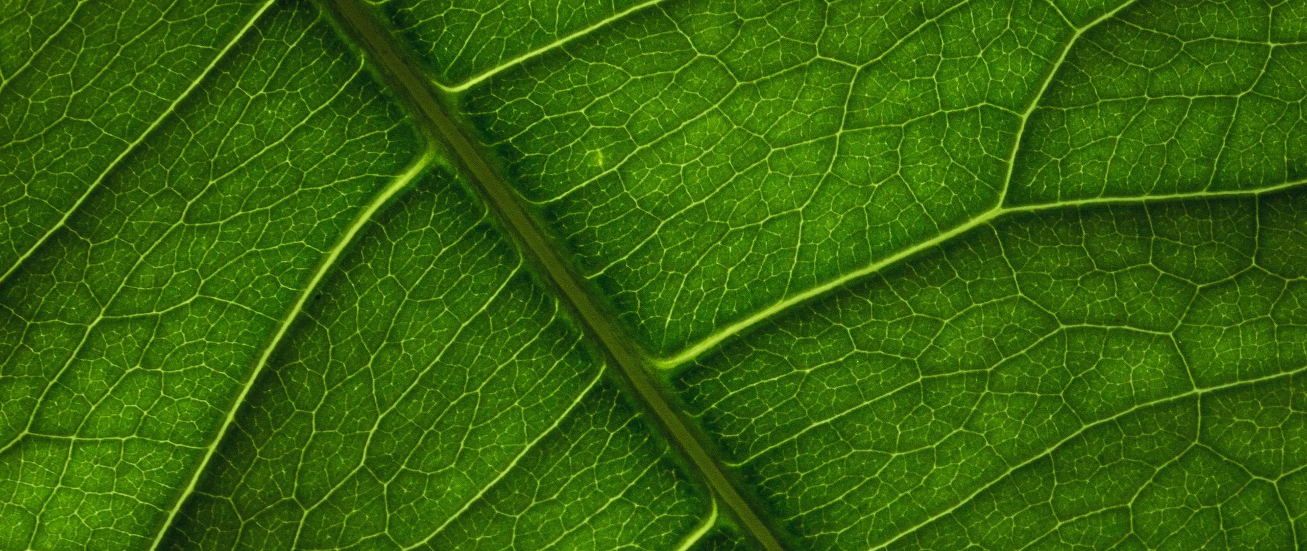 Wallpaper Leaf texture
