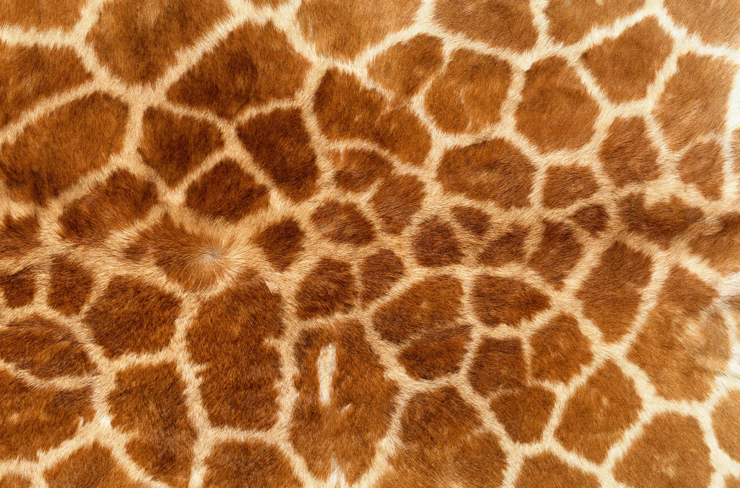 Wallpaper Giraffe texture