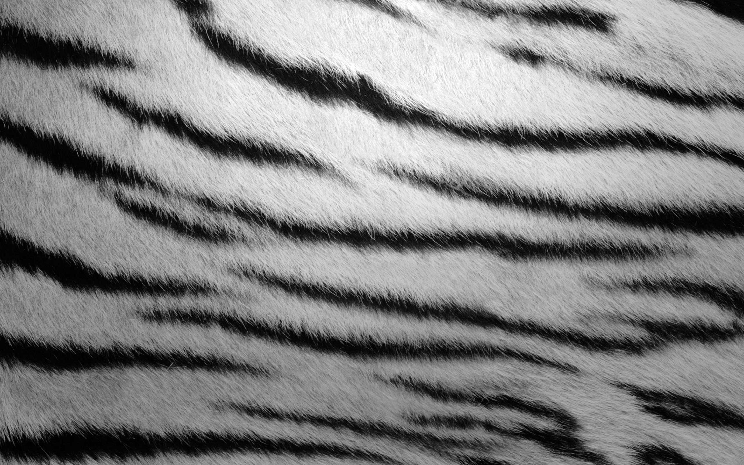 Fondos de pantalla Textura de zebra