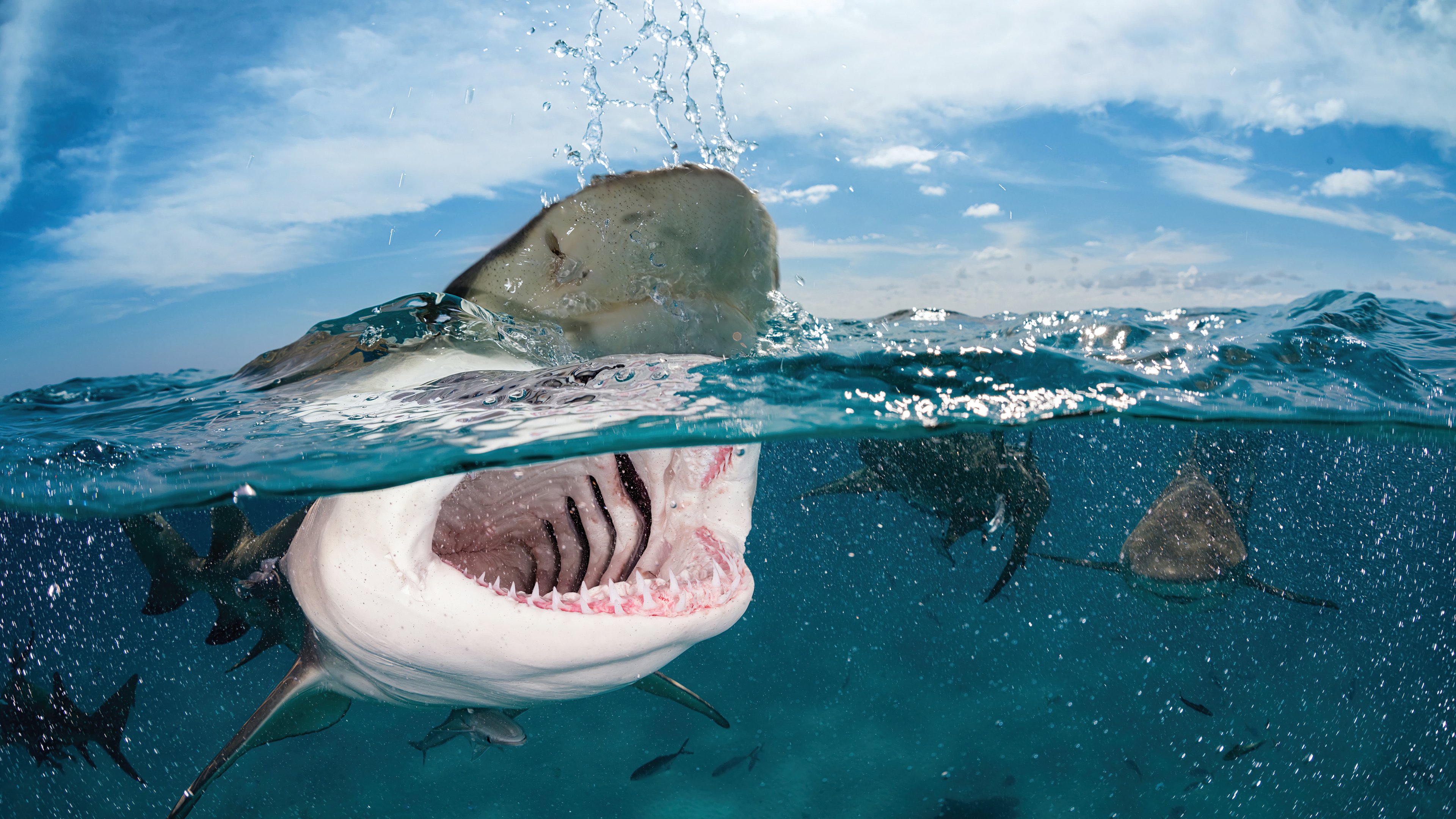 Fondos de pantalla Tiburón bajo el agua