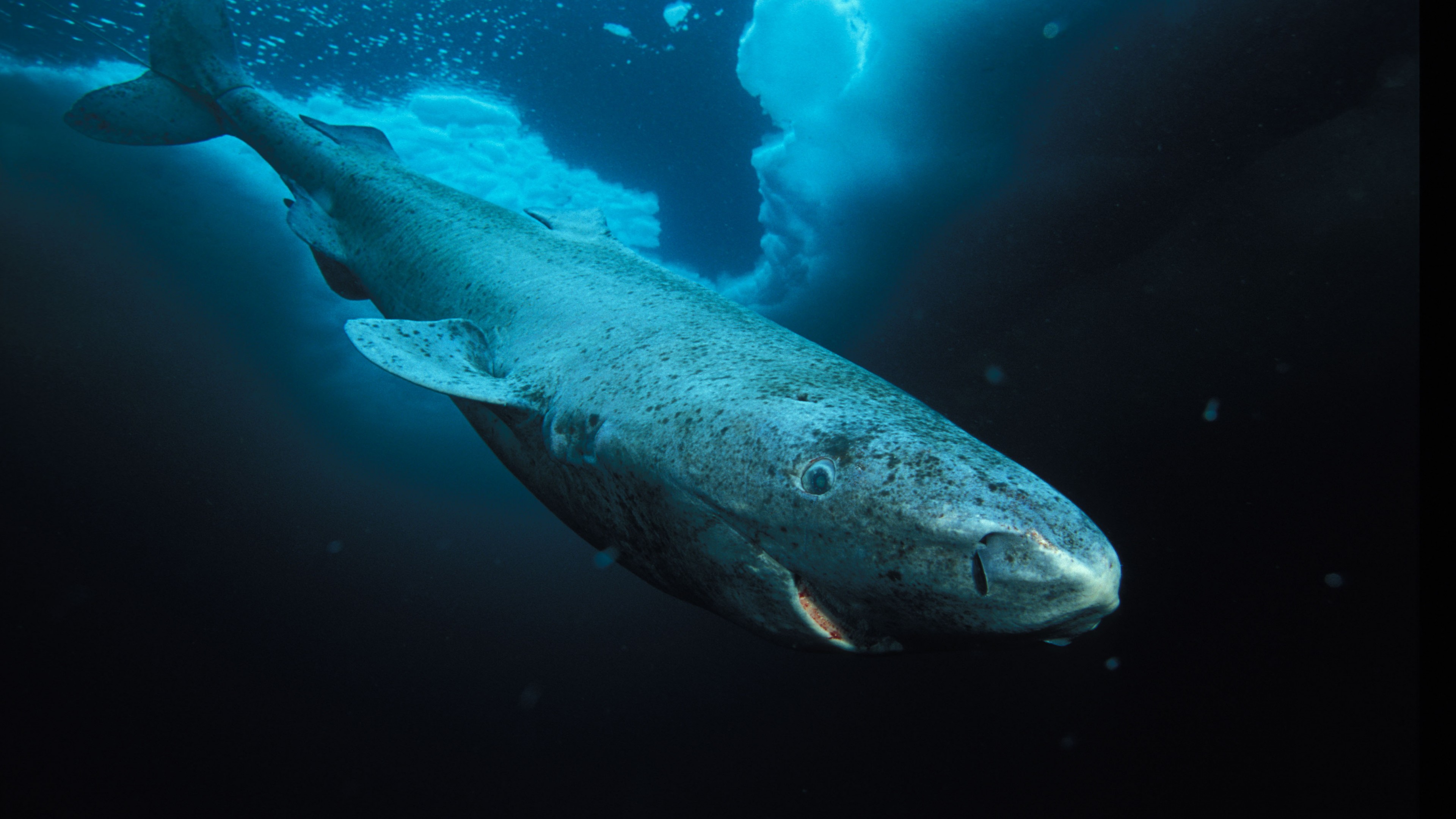Fondos de pantalla Tiburón de Groenlandia