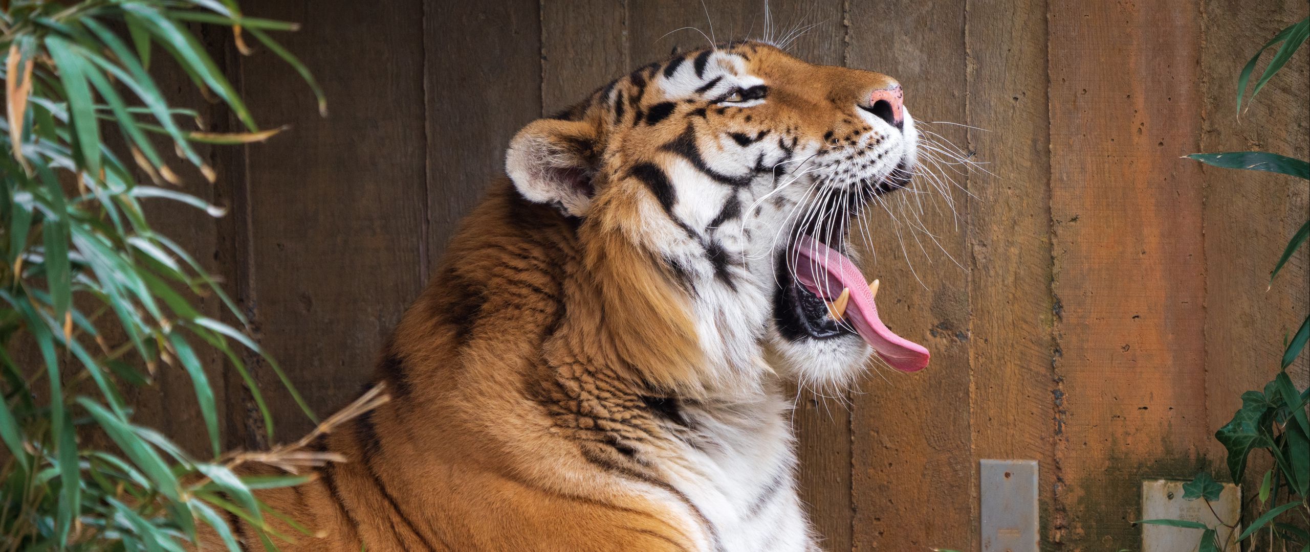 Wallpaper Tiger yawning
