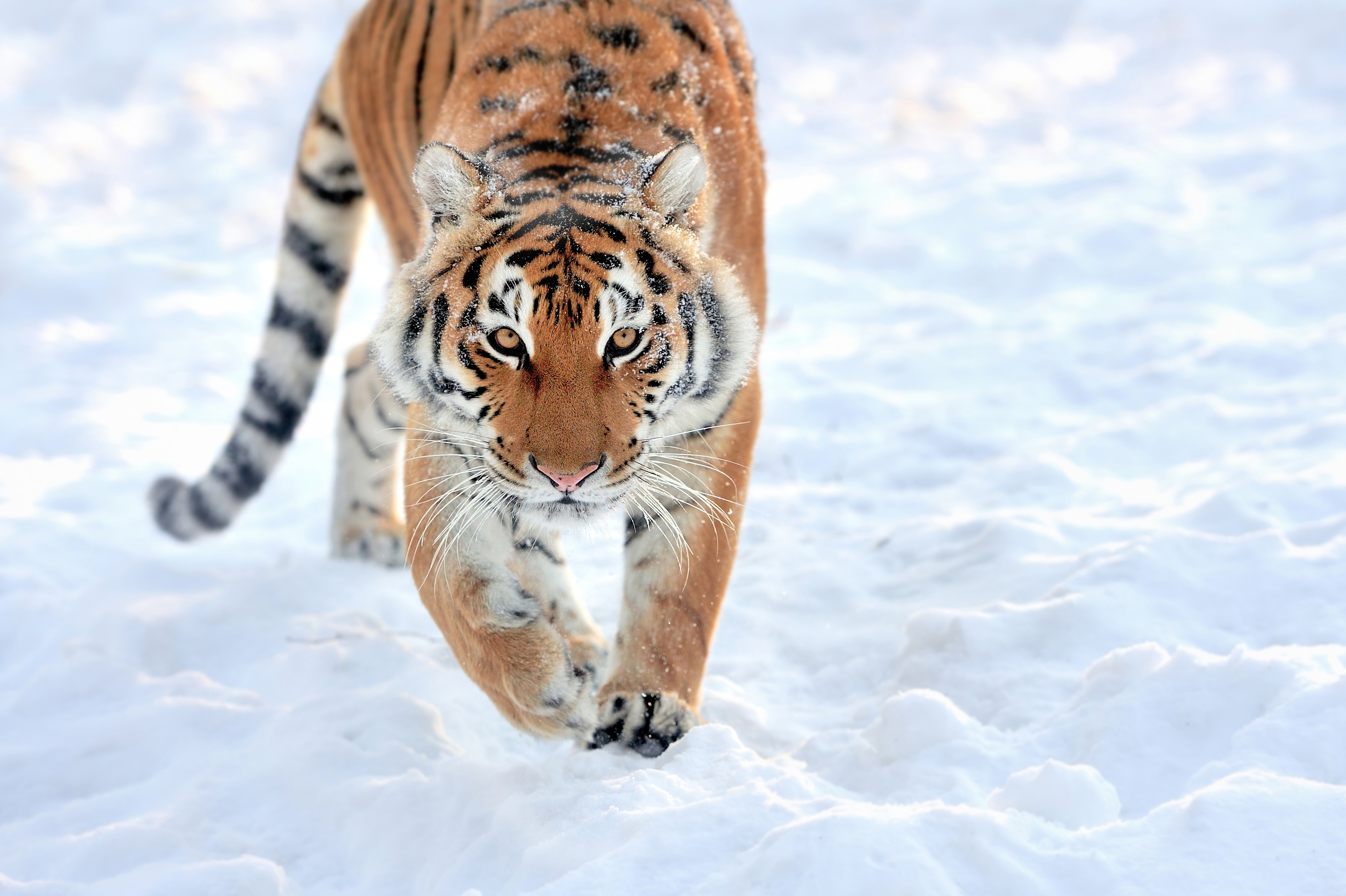 Wallpaper Tiger walking in the snow