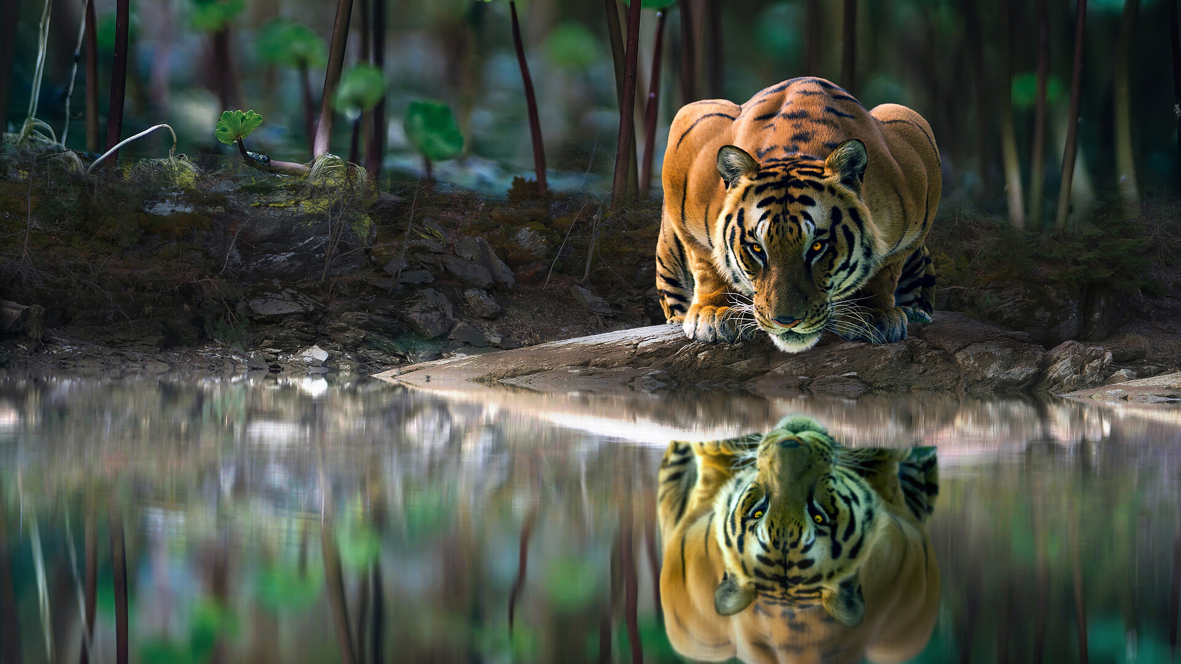 Wallpaper Tiger reflected in lake
