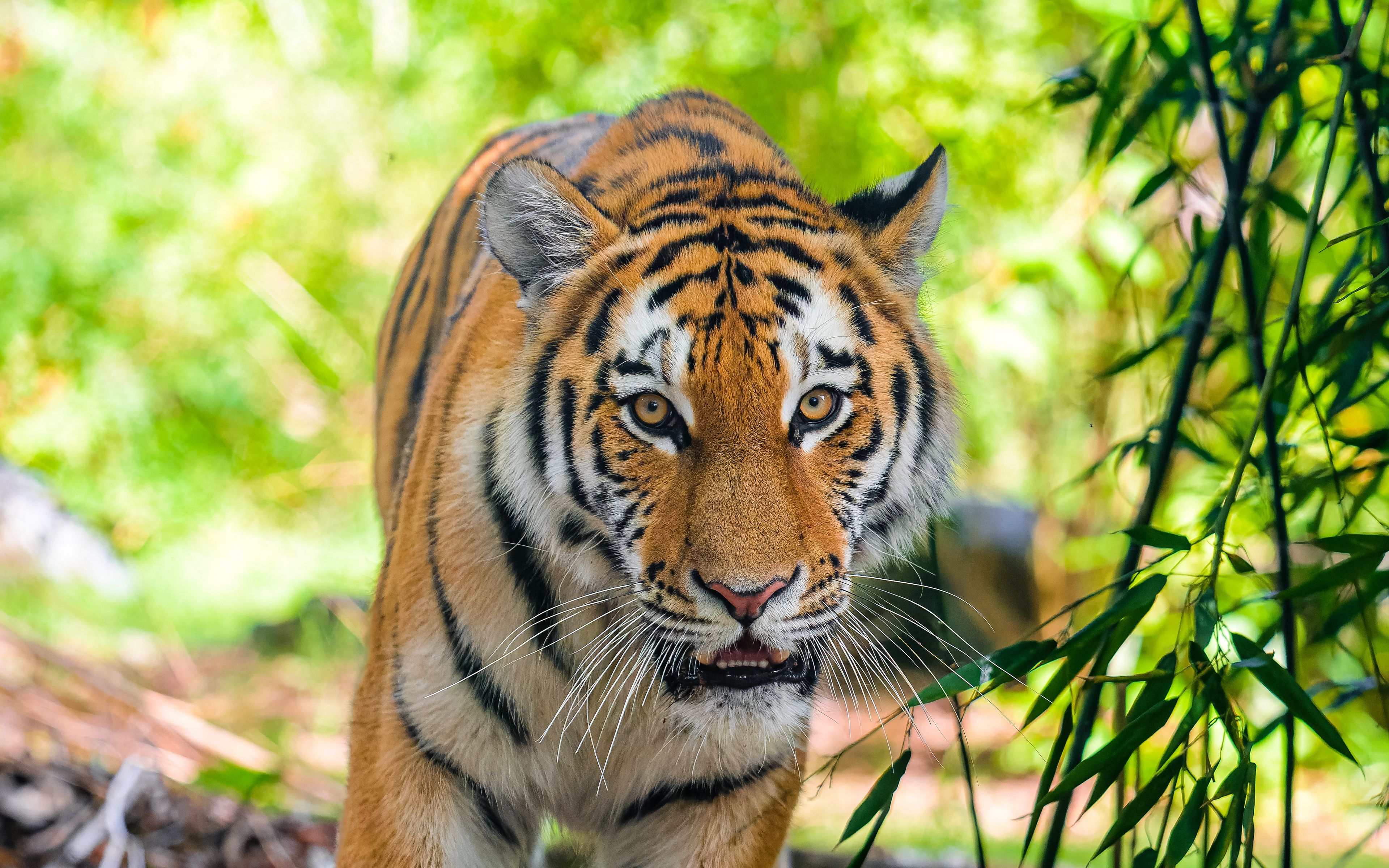 Wallpaper Siberian Tiger