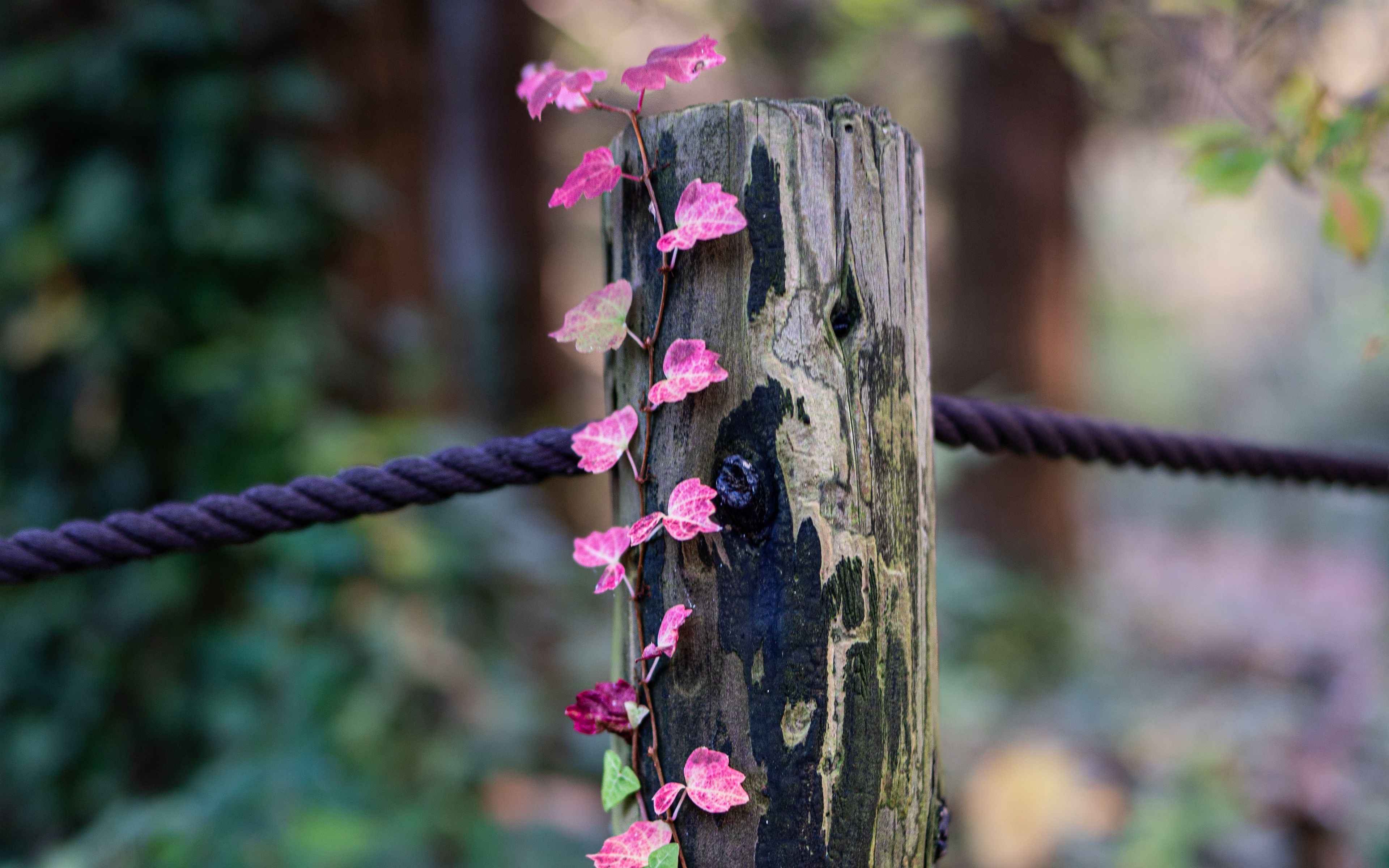 Wallpaper Wooden log with flowers