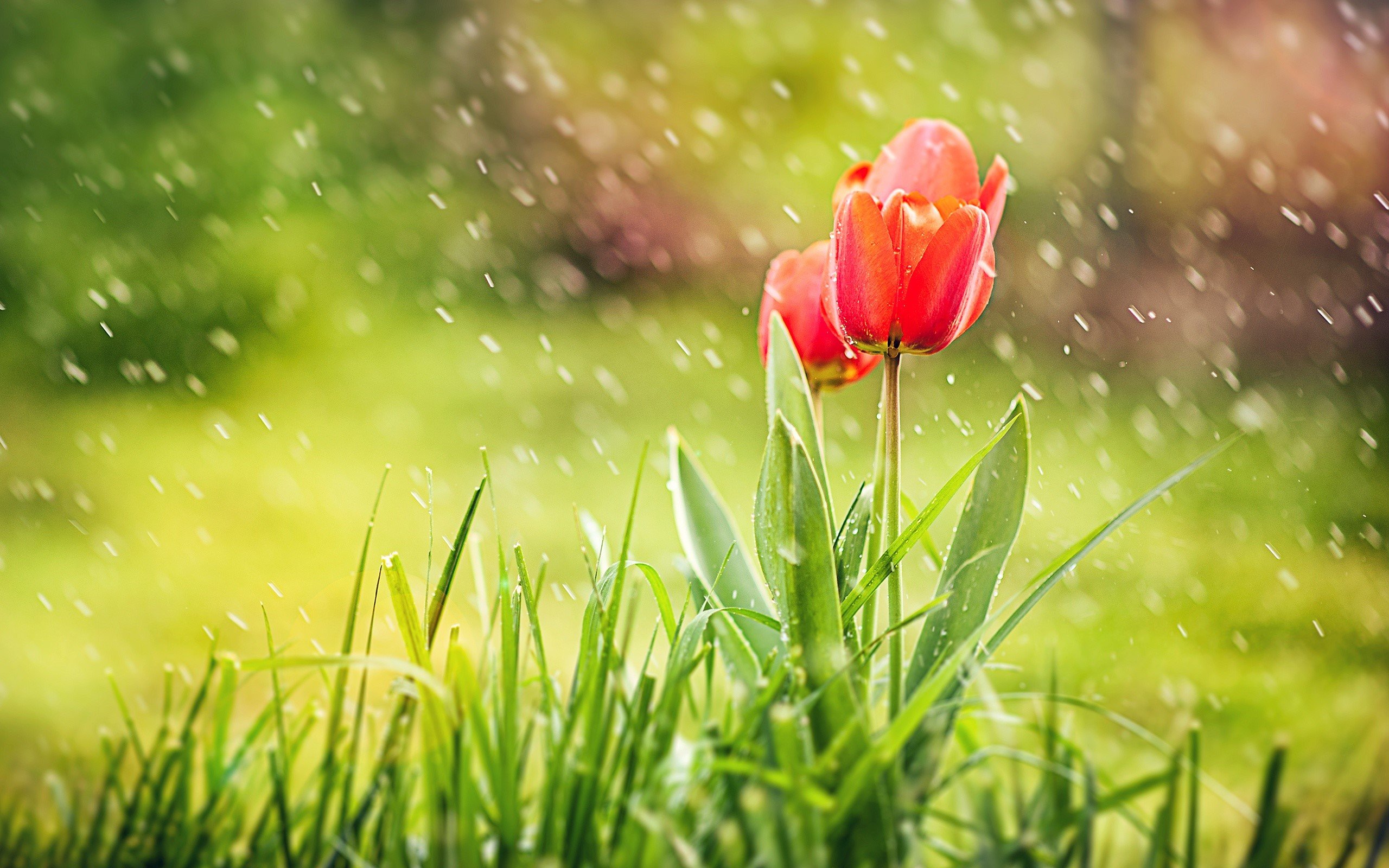 Wallpaper Tulips in the rain