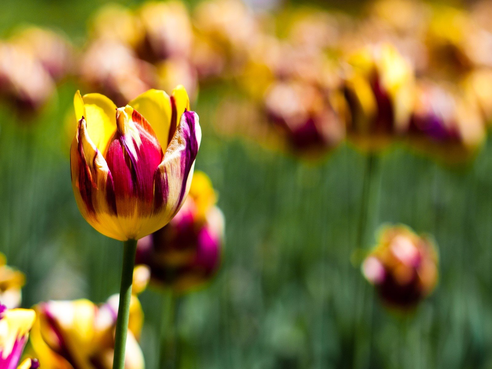 Fondos de pantalla Tulipanes en un jardín