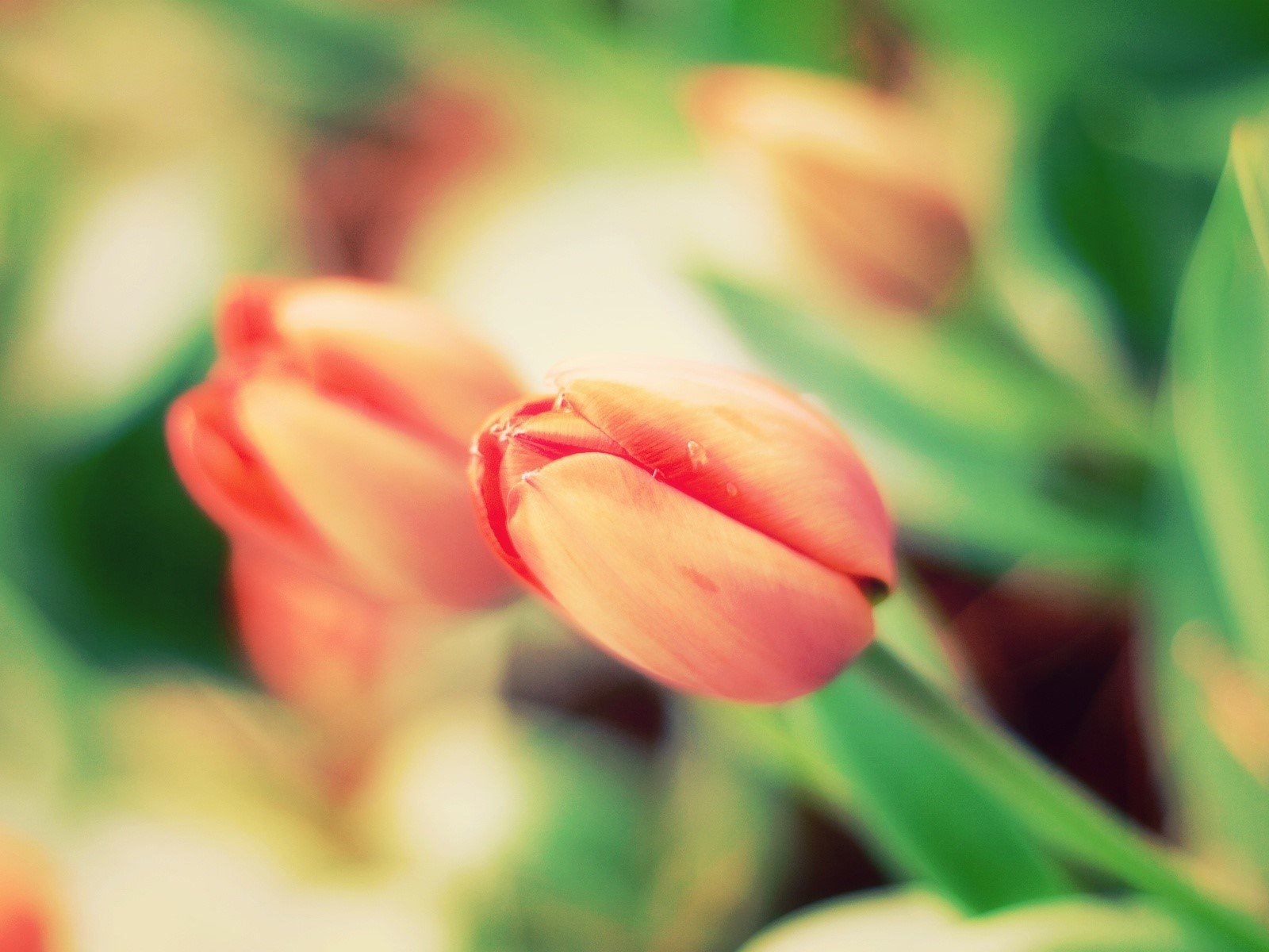 Wallpaper Orange tulips