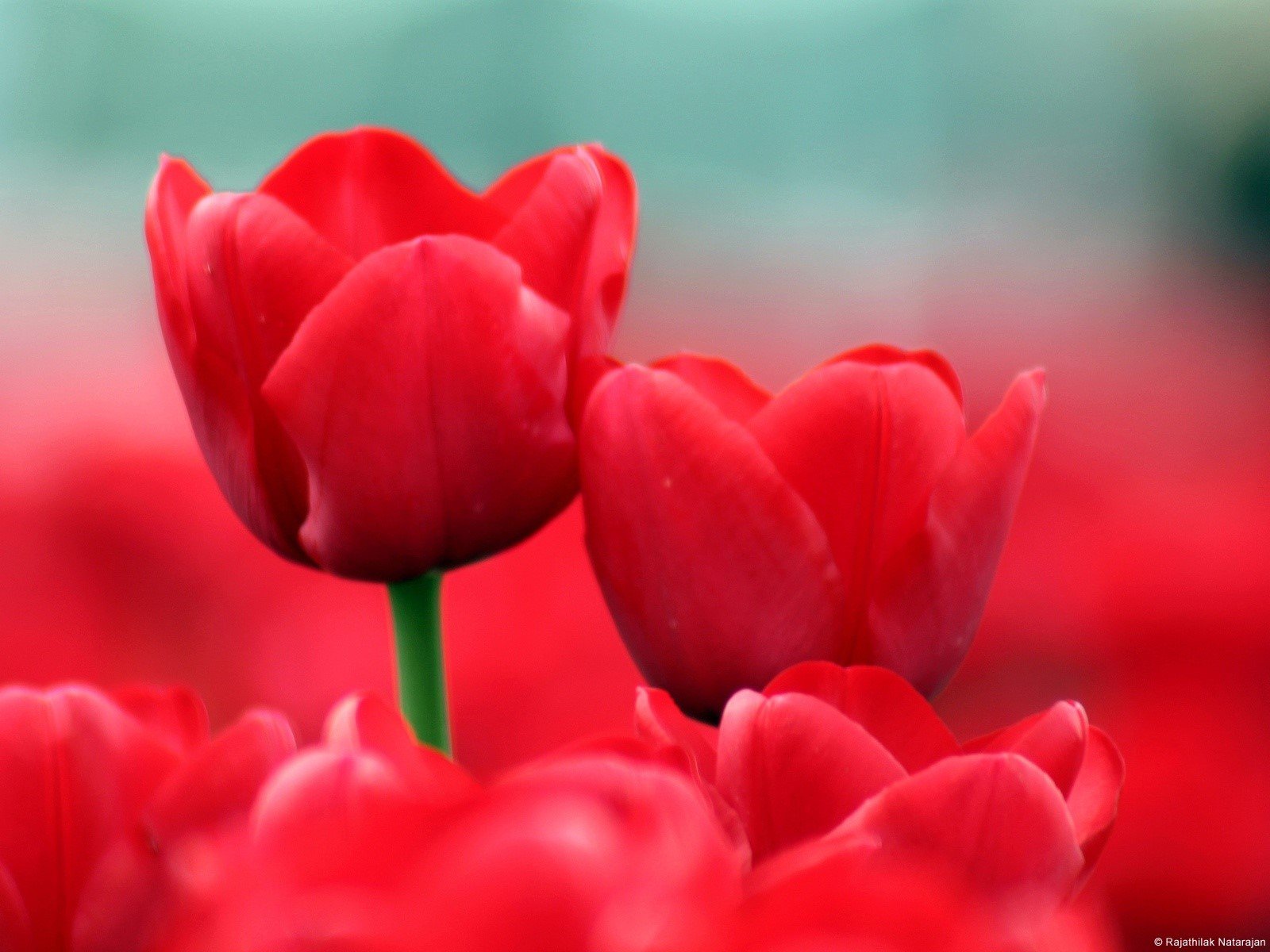 Wallpaper Red tulips