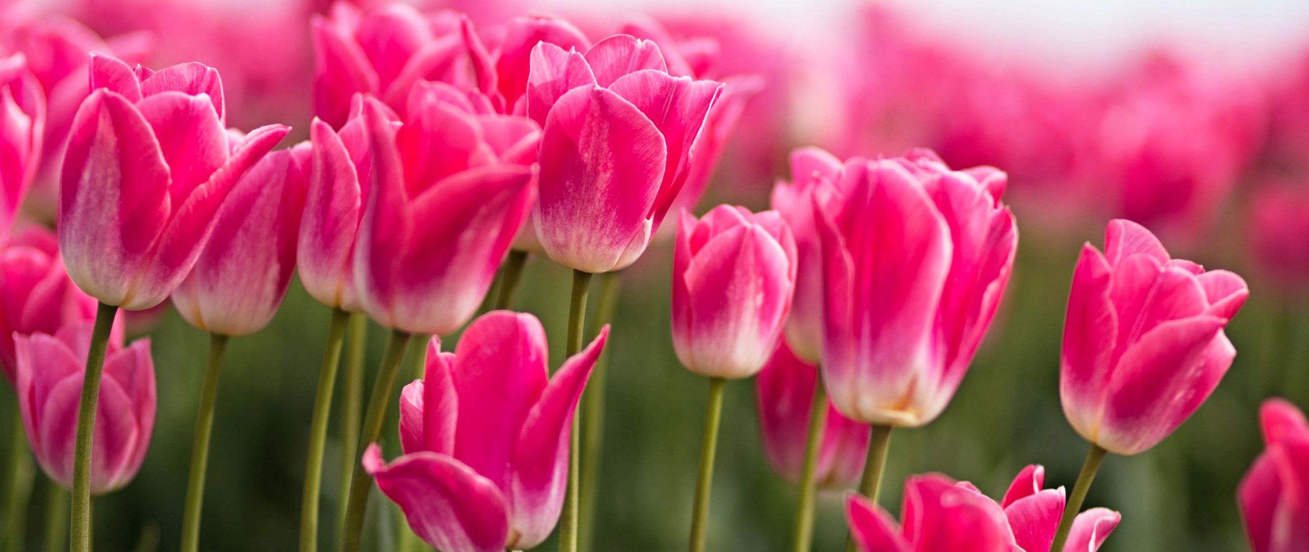 Wallpaper Pink tulips