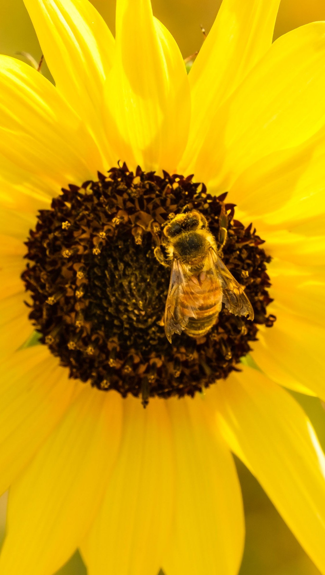 Wallpaper Bee over sunflower Vertical