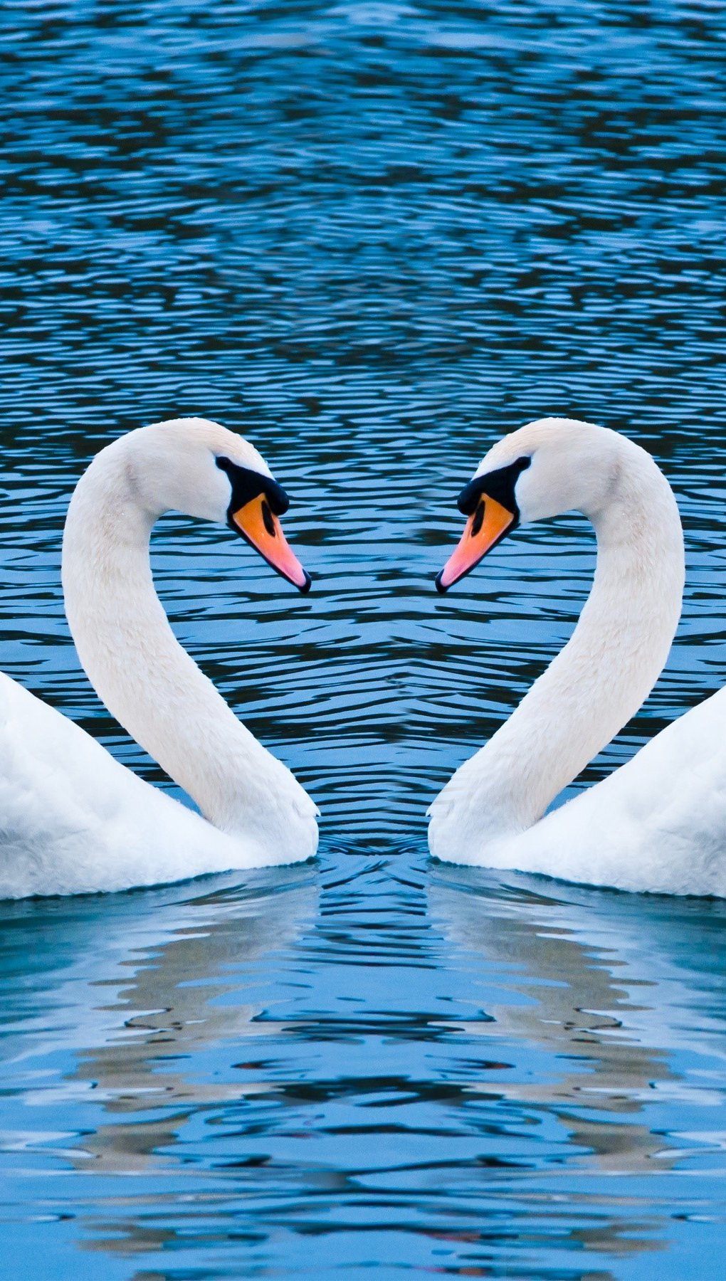 Wallpaper Love of swans Vertical