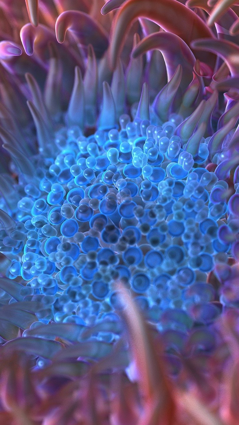 Wallpaper Digital anemone Vertical