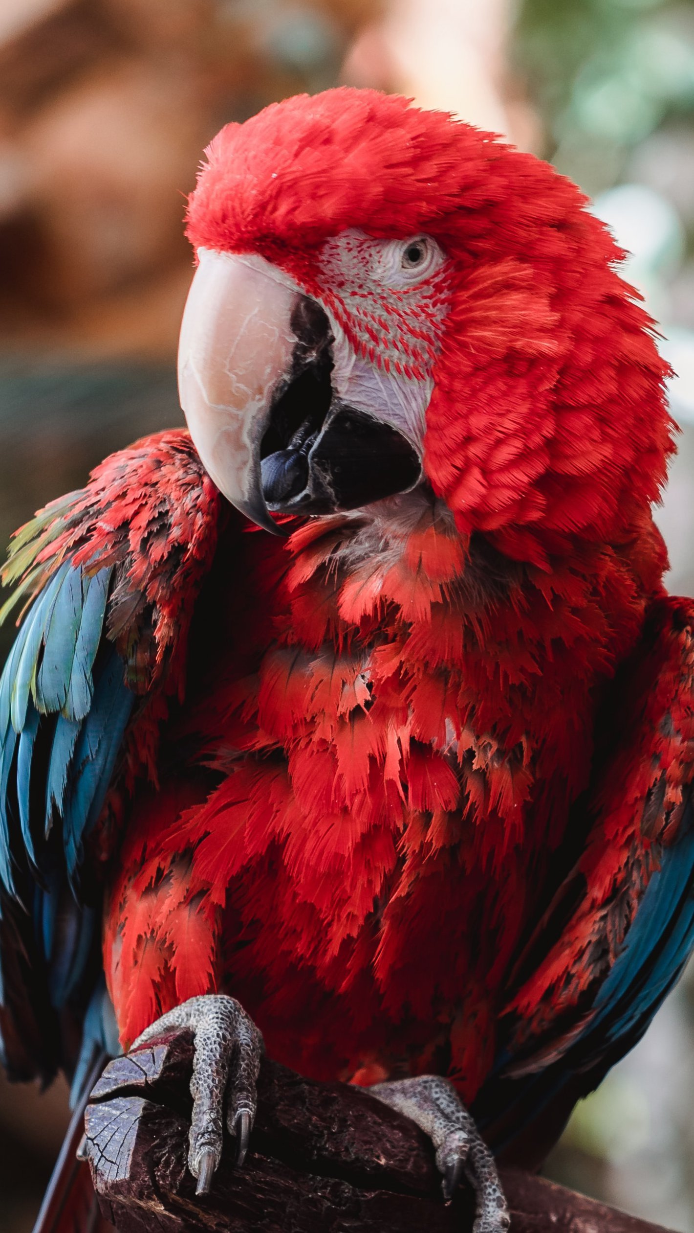 Wallpaper Macaw Vertical