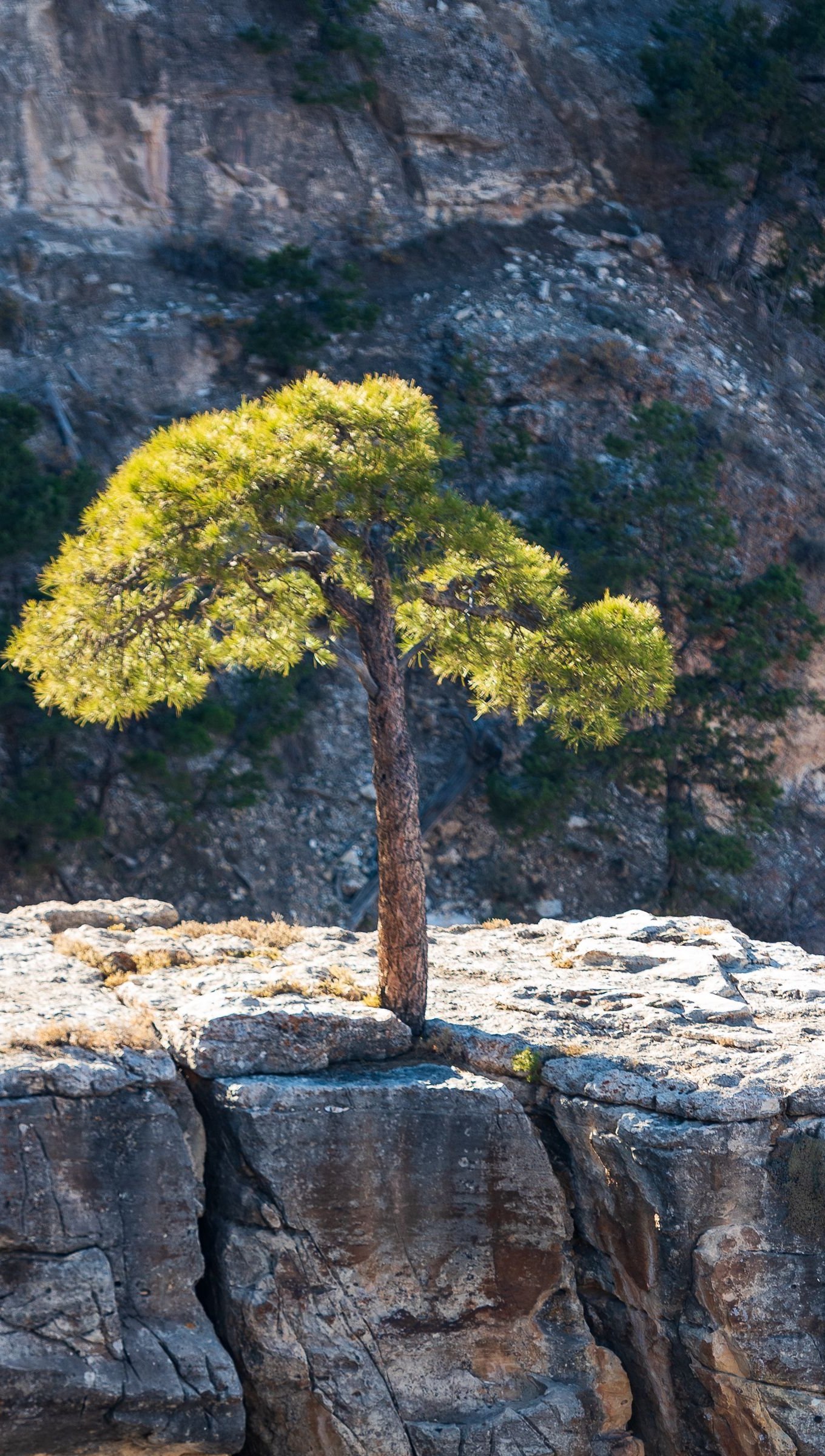 Wallpaper Tree close to cliff Vertical