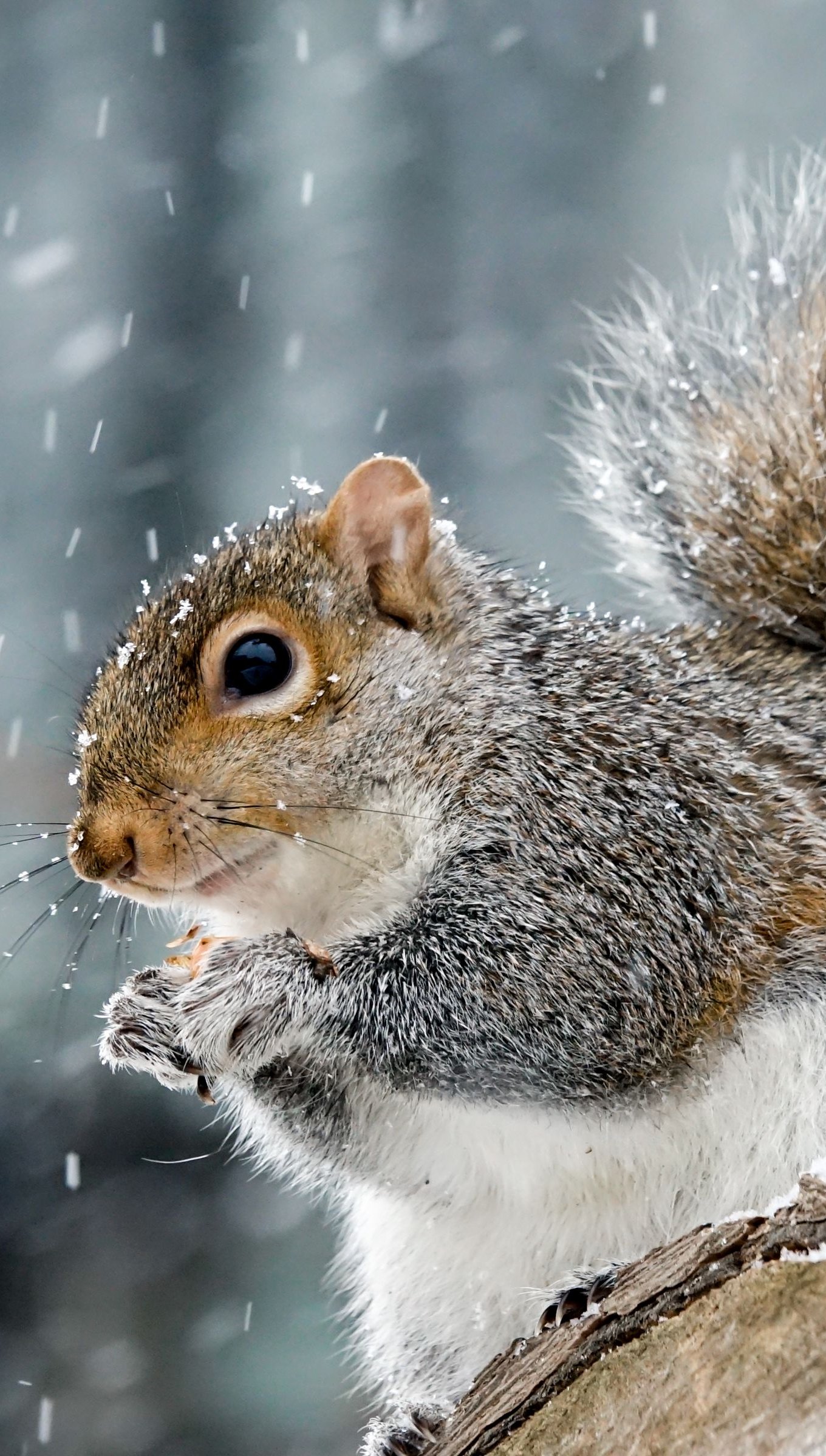 Wallpaper Squirrel in the winter Vertical