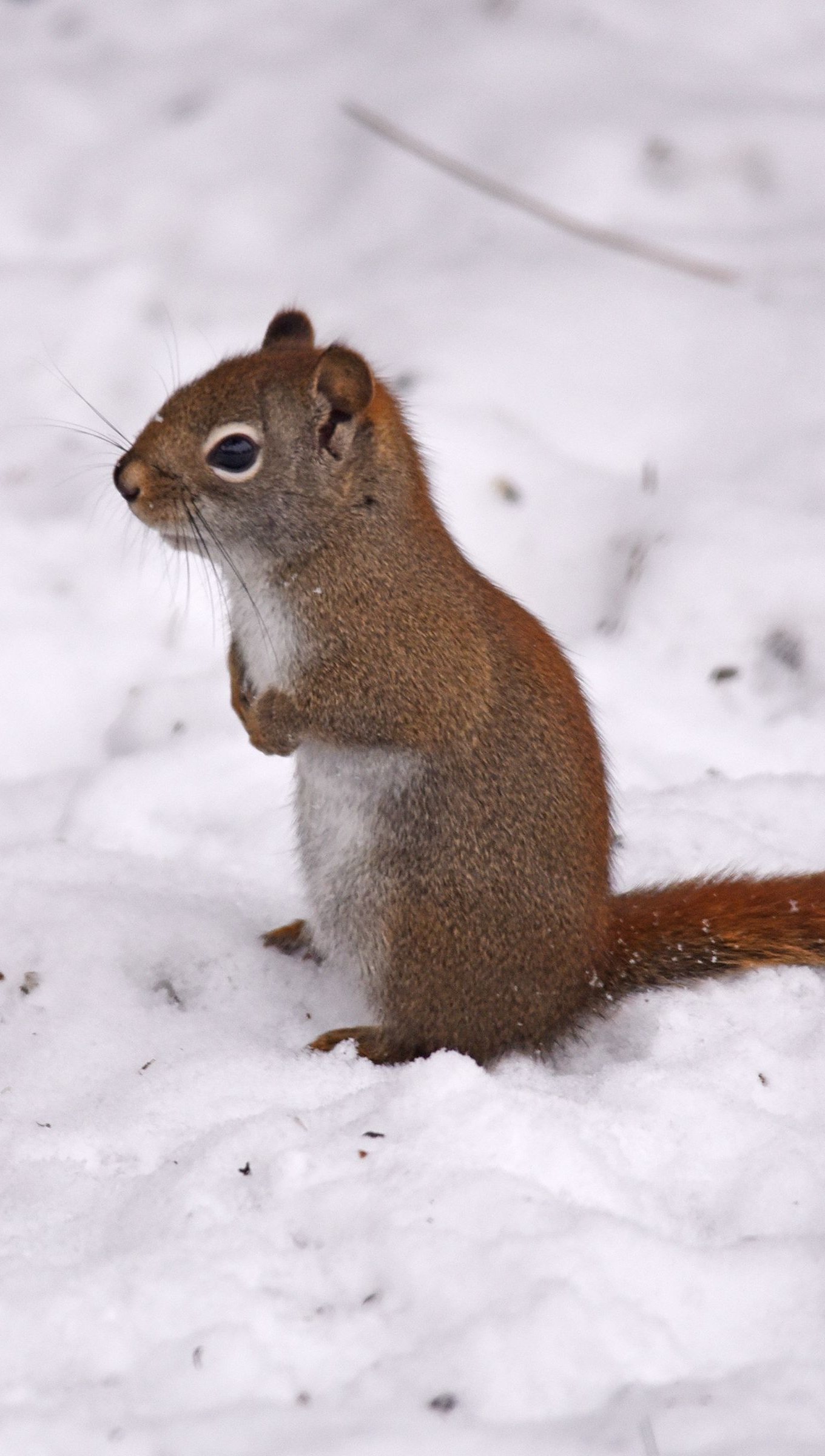 Red squirrell in the snow Wallpaper 4k Ultra HD ID:11248