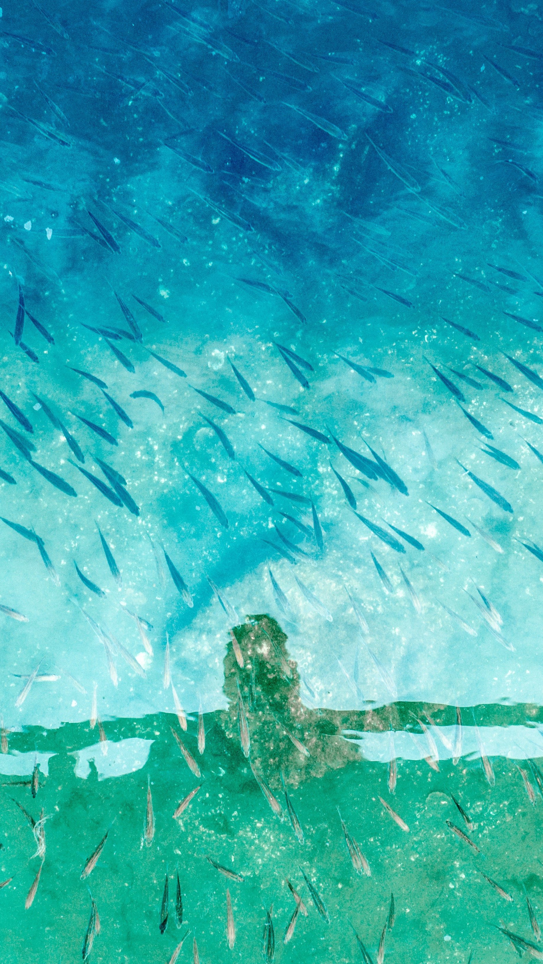 Wallpaper Small fishes Art Vertical